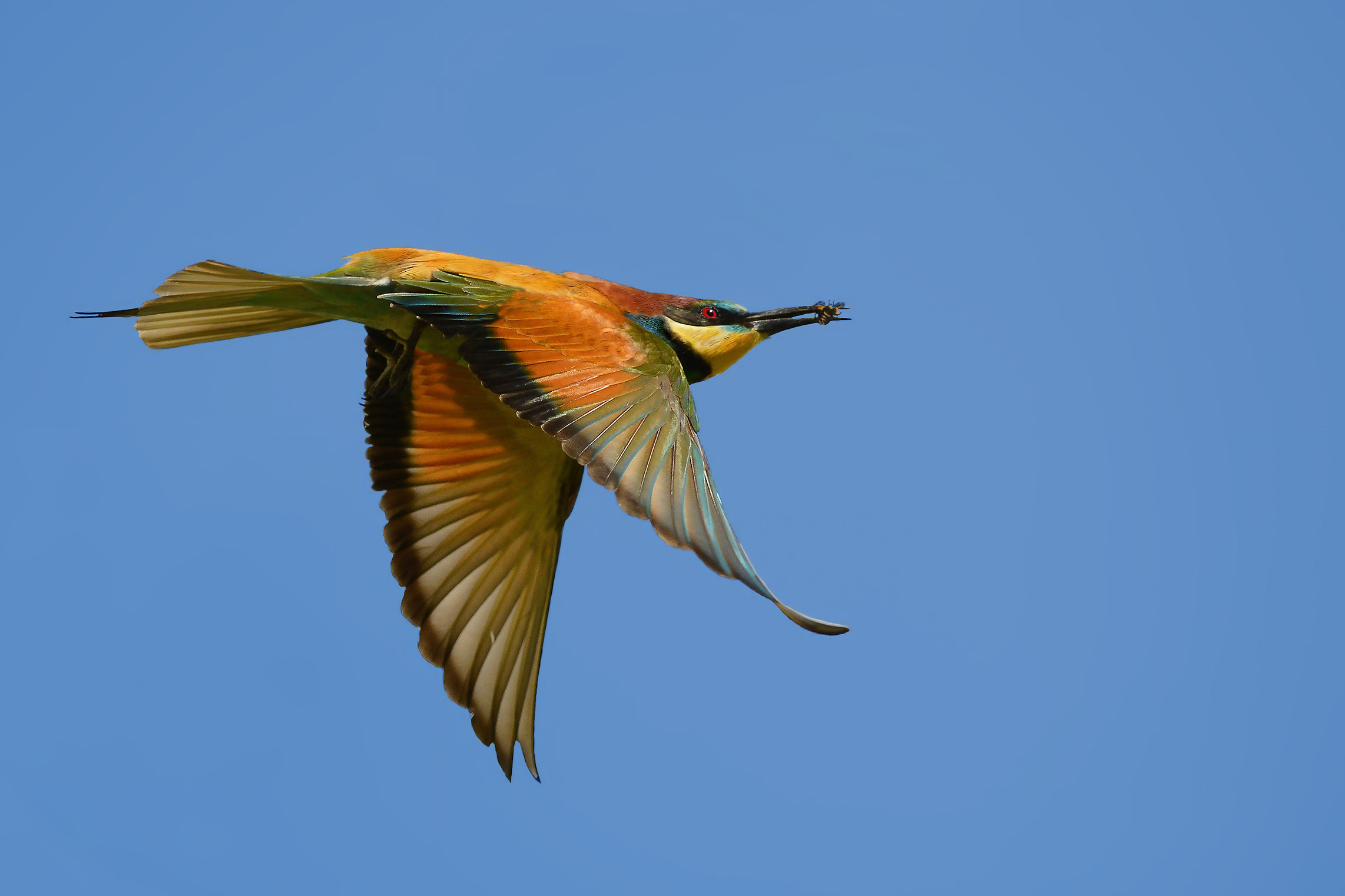 gruccione  con preda