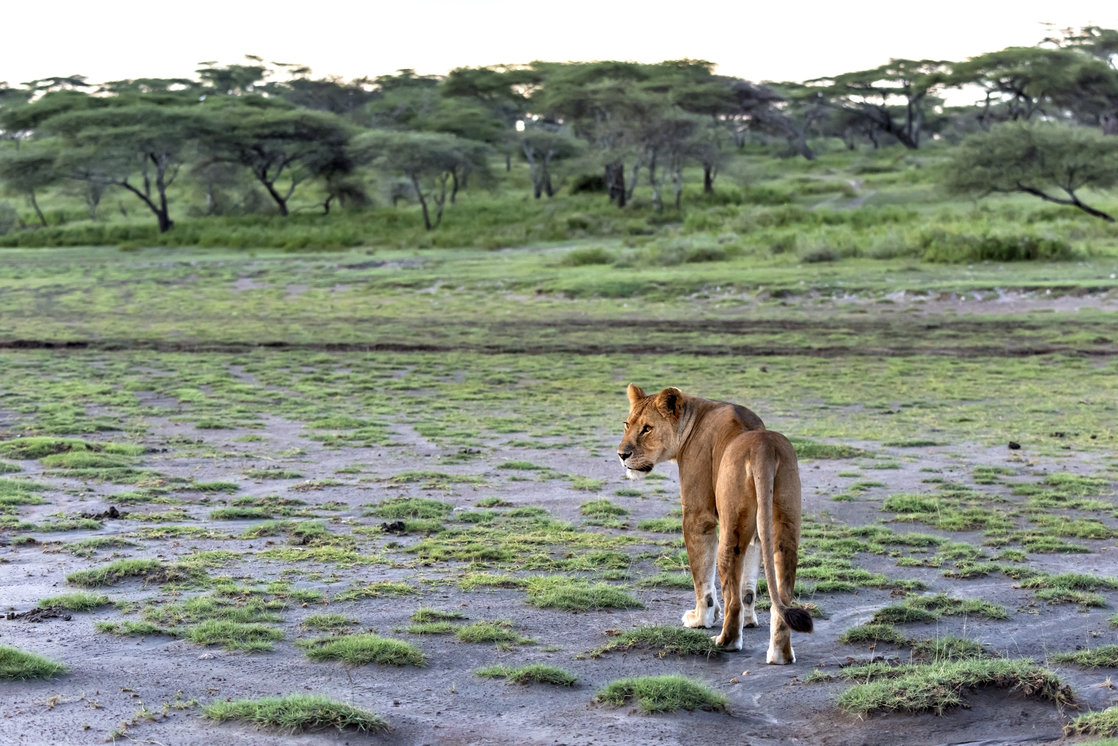 Tanzania 2016 - Nel marsh di Ndutu