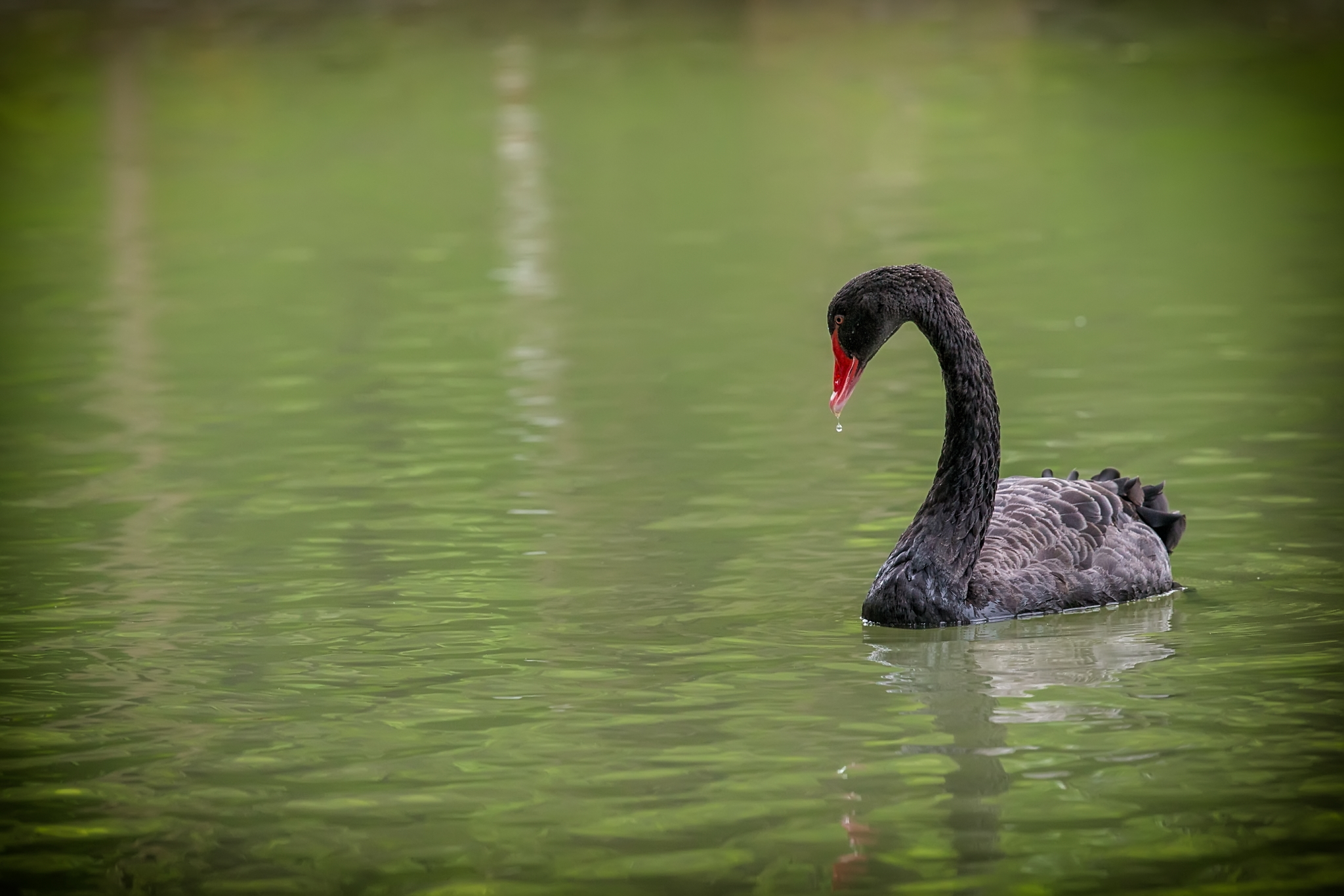 The black Swan