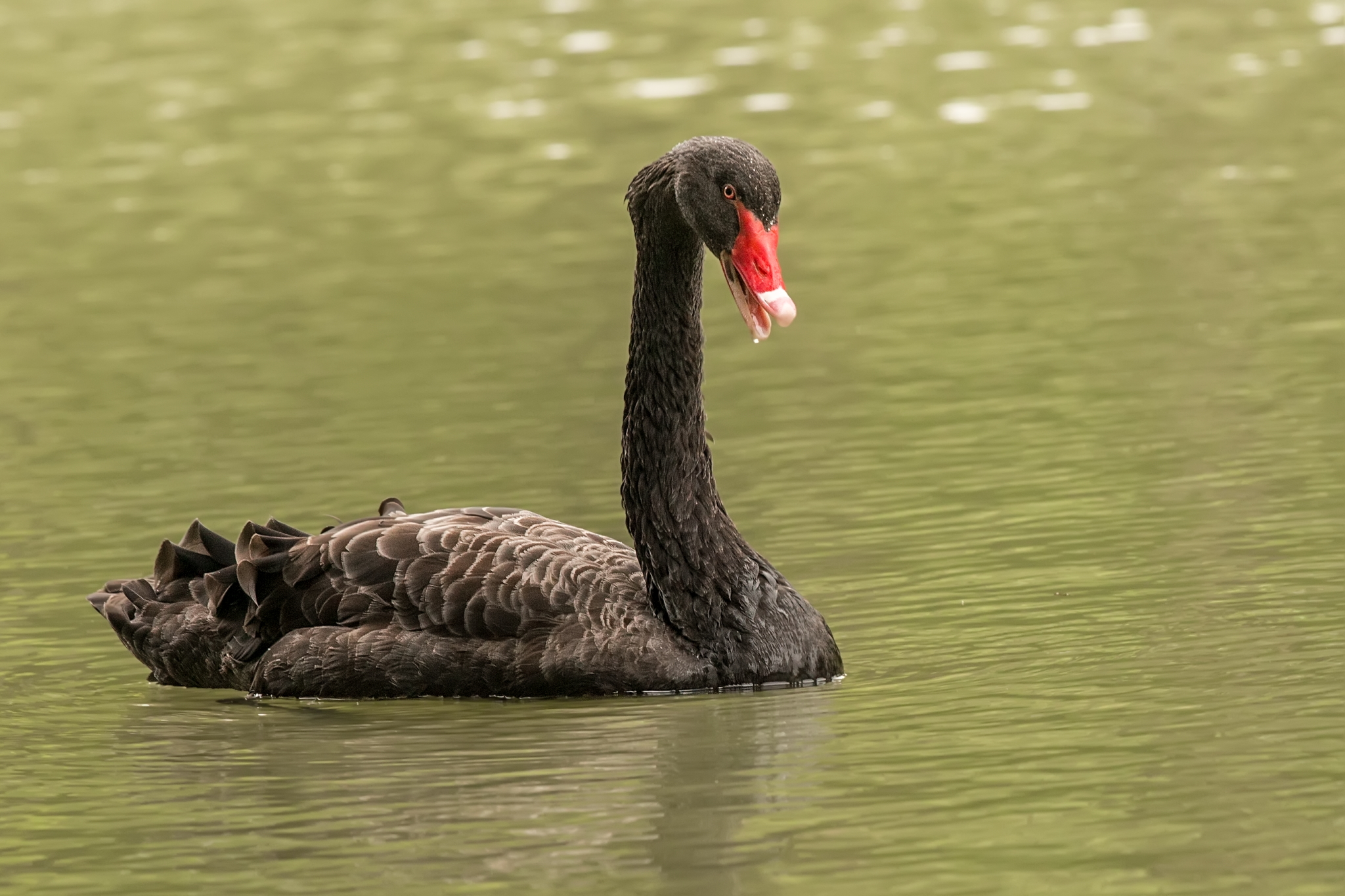 The black Swan