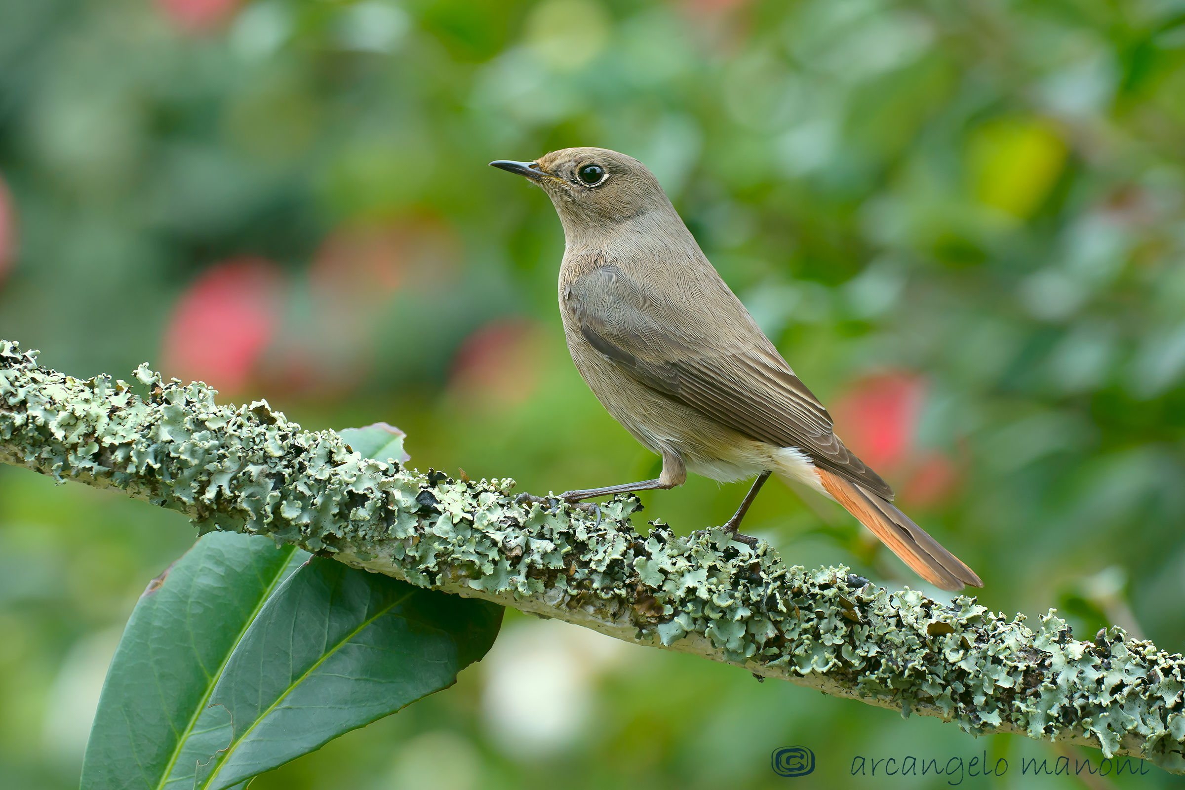 Redstart in palette