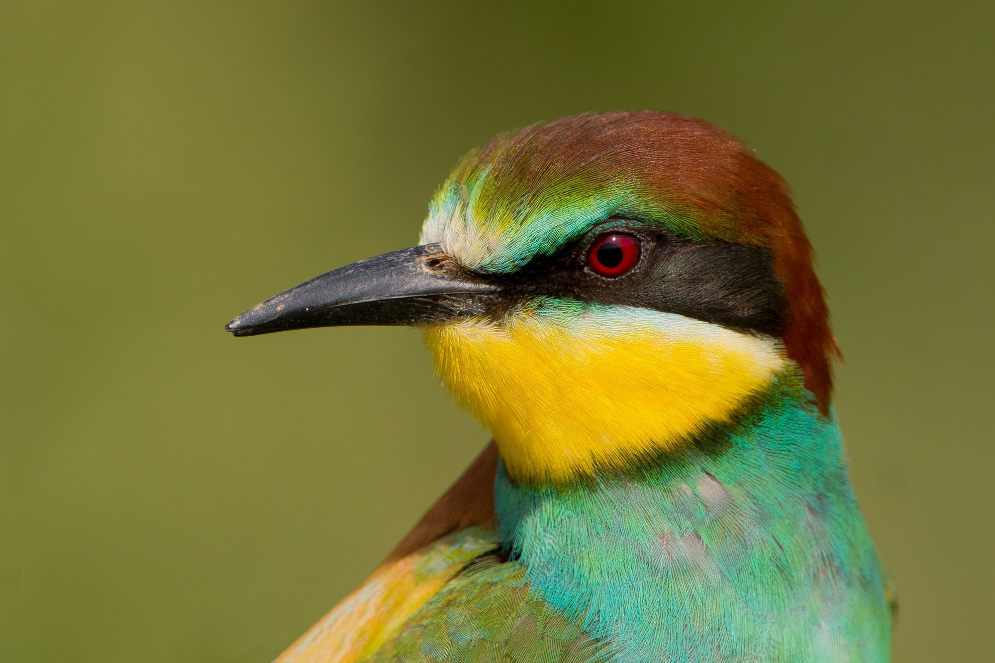 European bee-eater