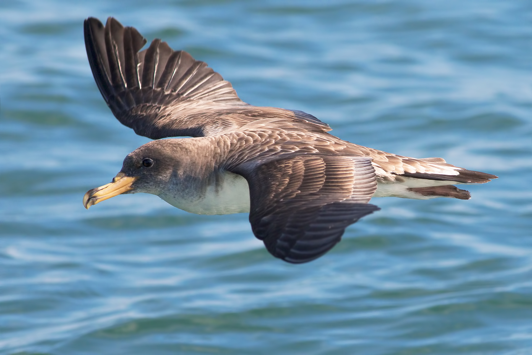 shearwater close-up