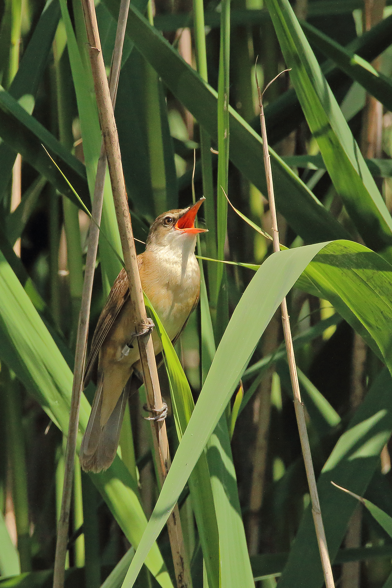 great reed warbler