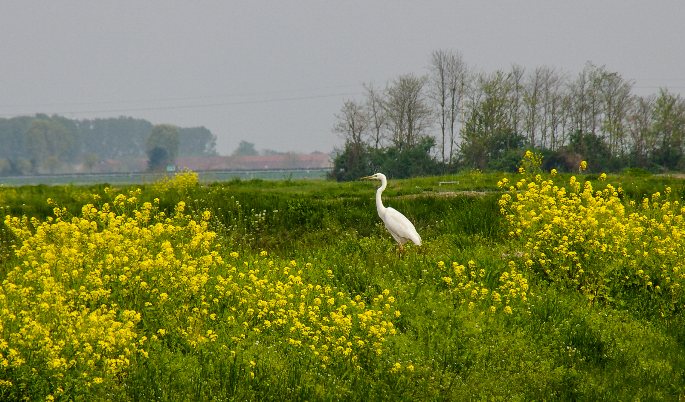 white heron