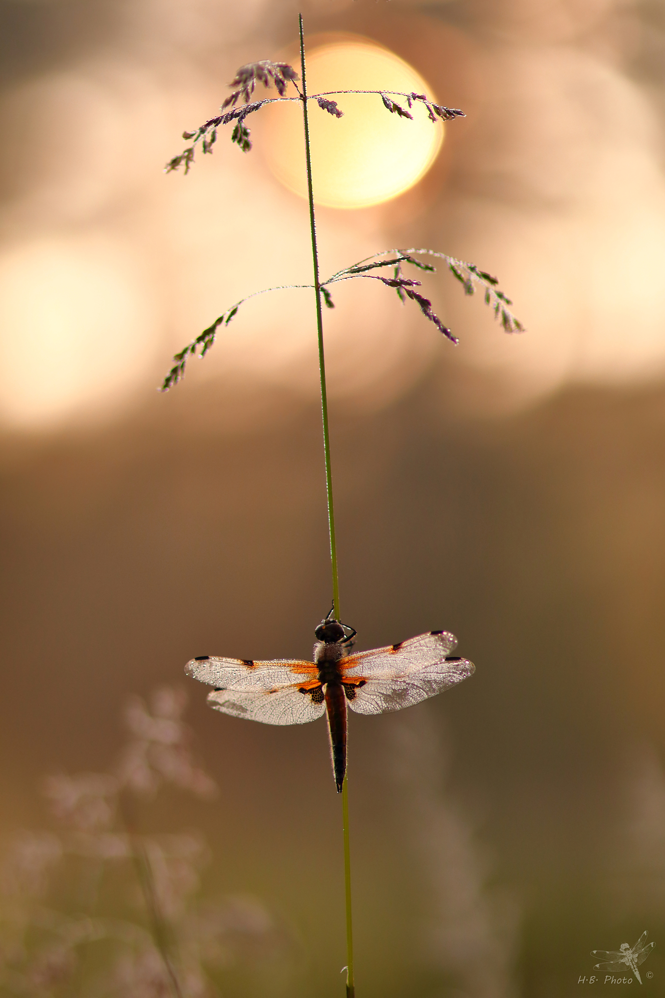 Libellula quadrimaculata, female, newborn