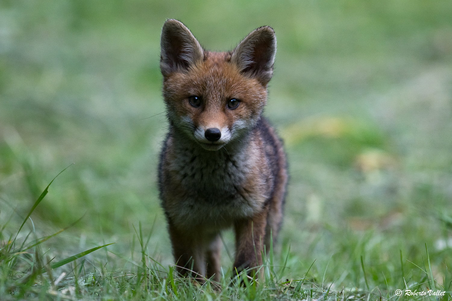 Voglia di tenerezza ...