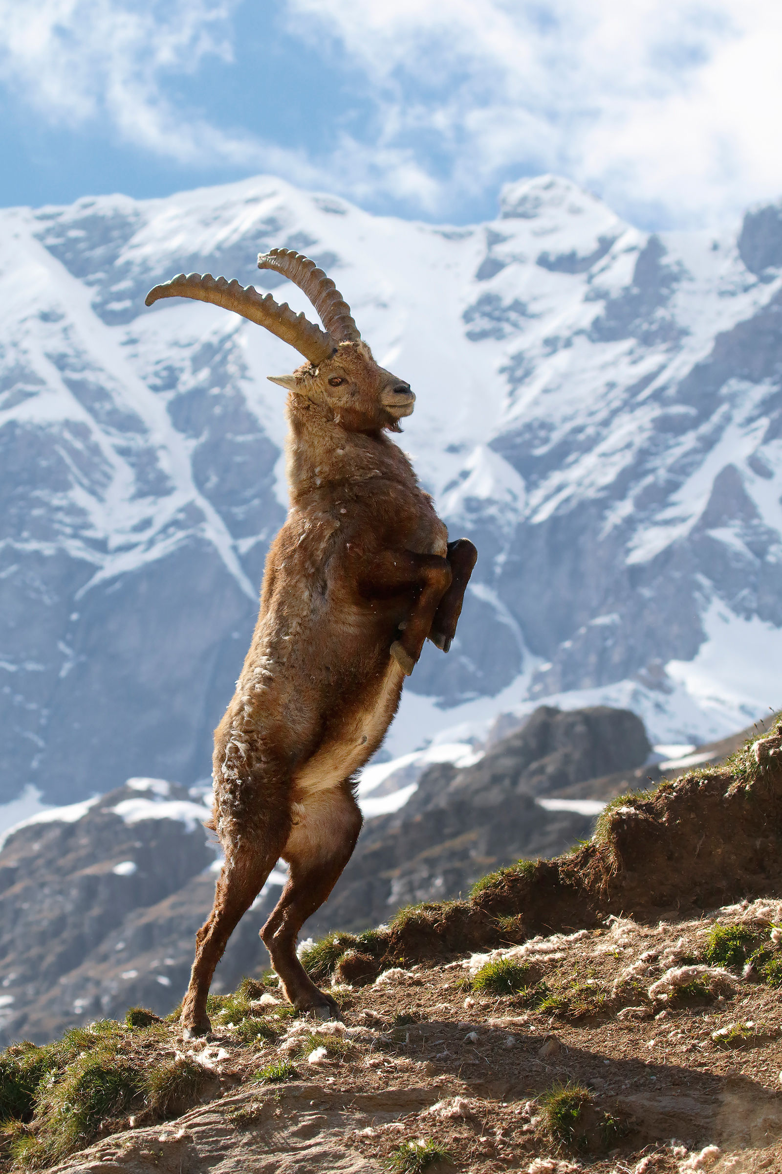 ibex reared