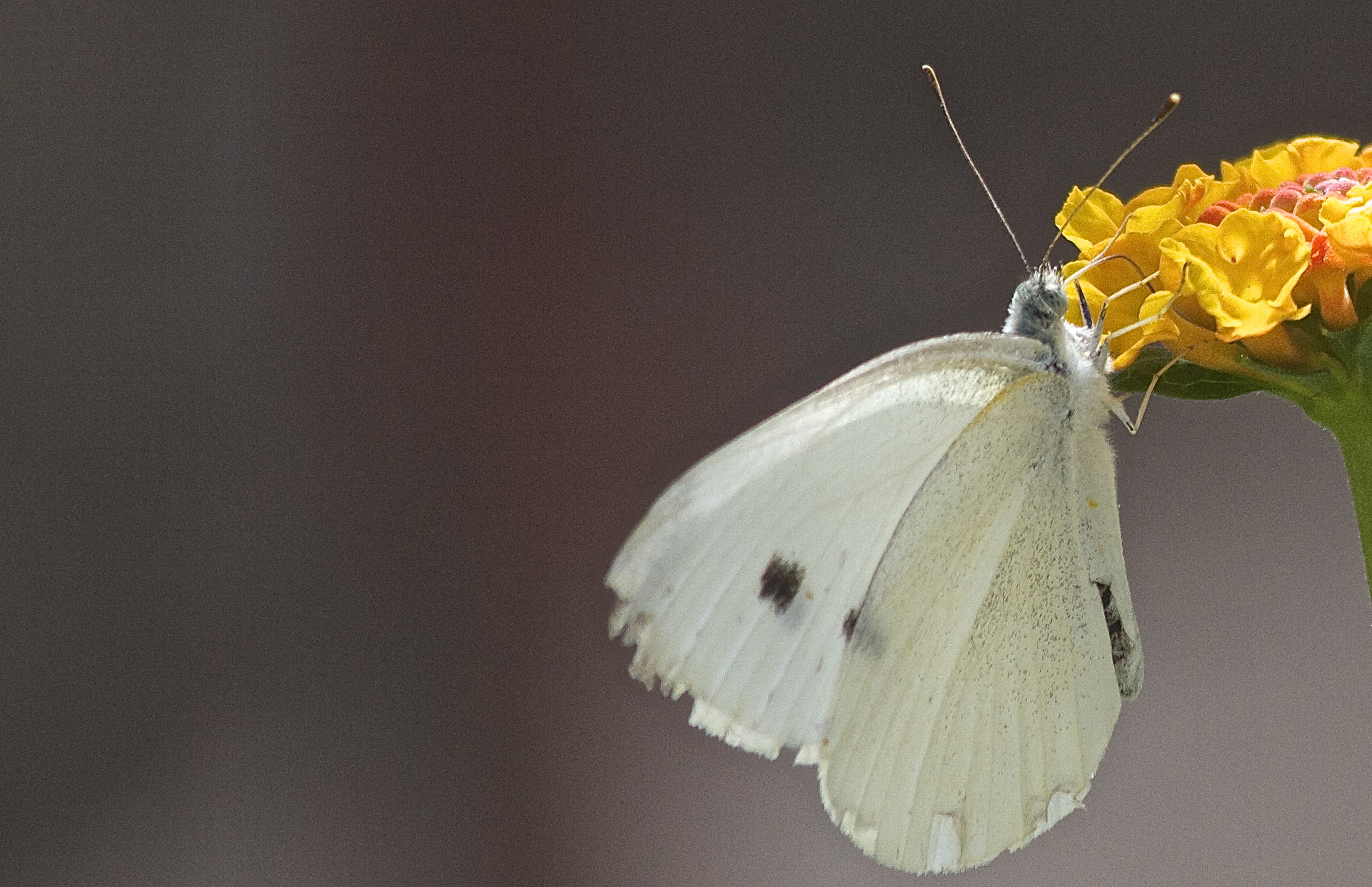 ... colore o sapore ? ...