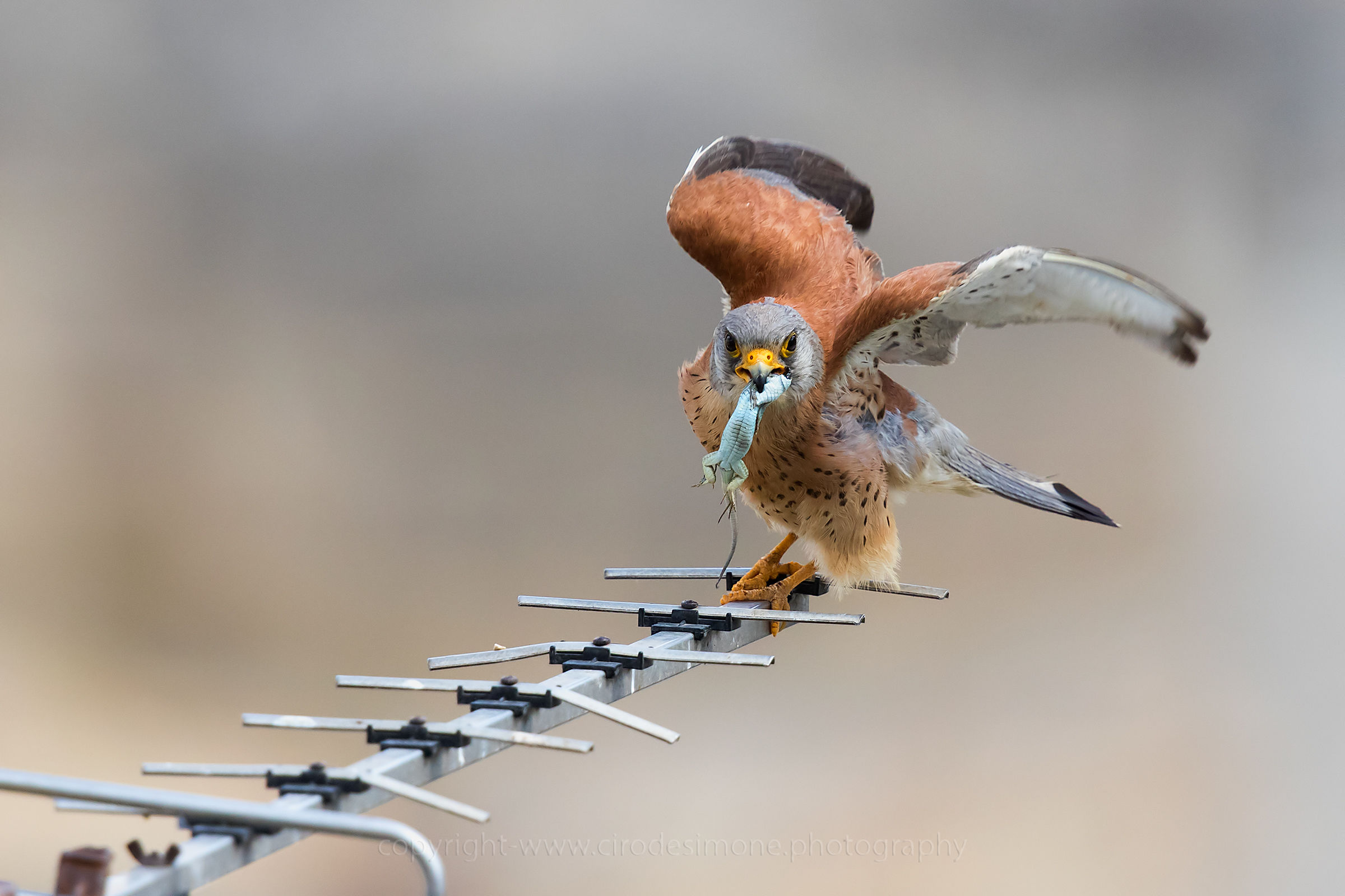 Partenza per il nido