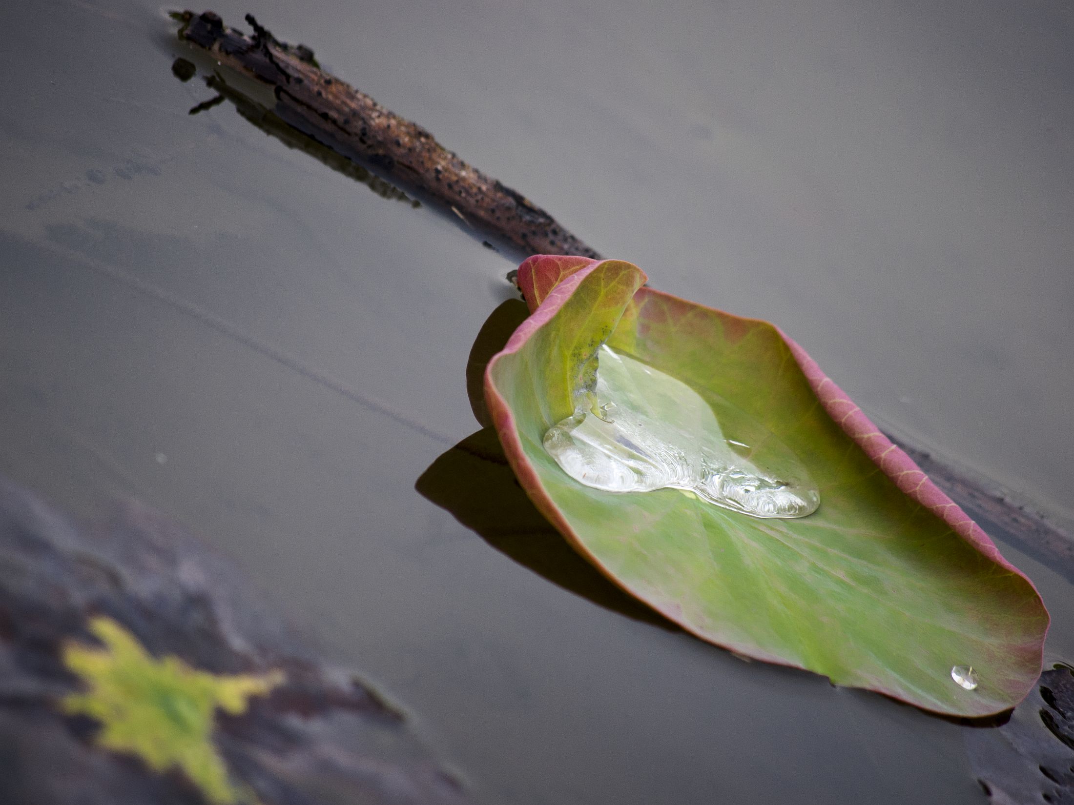 Il cuore in una foglia