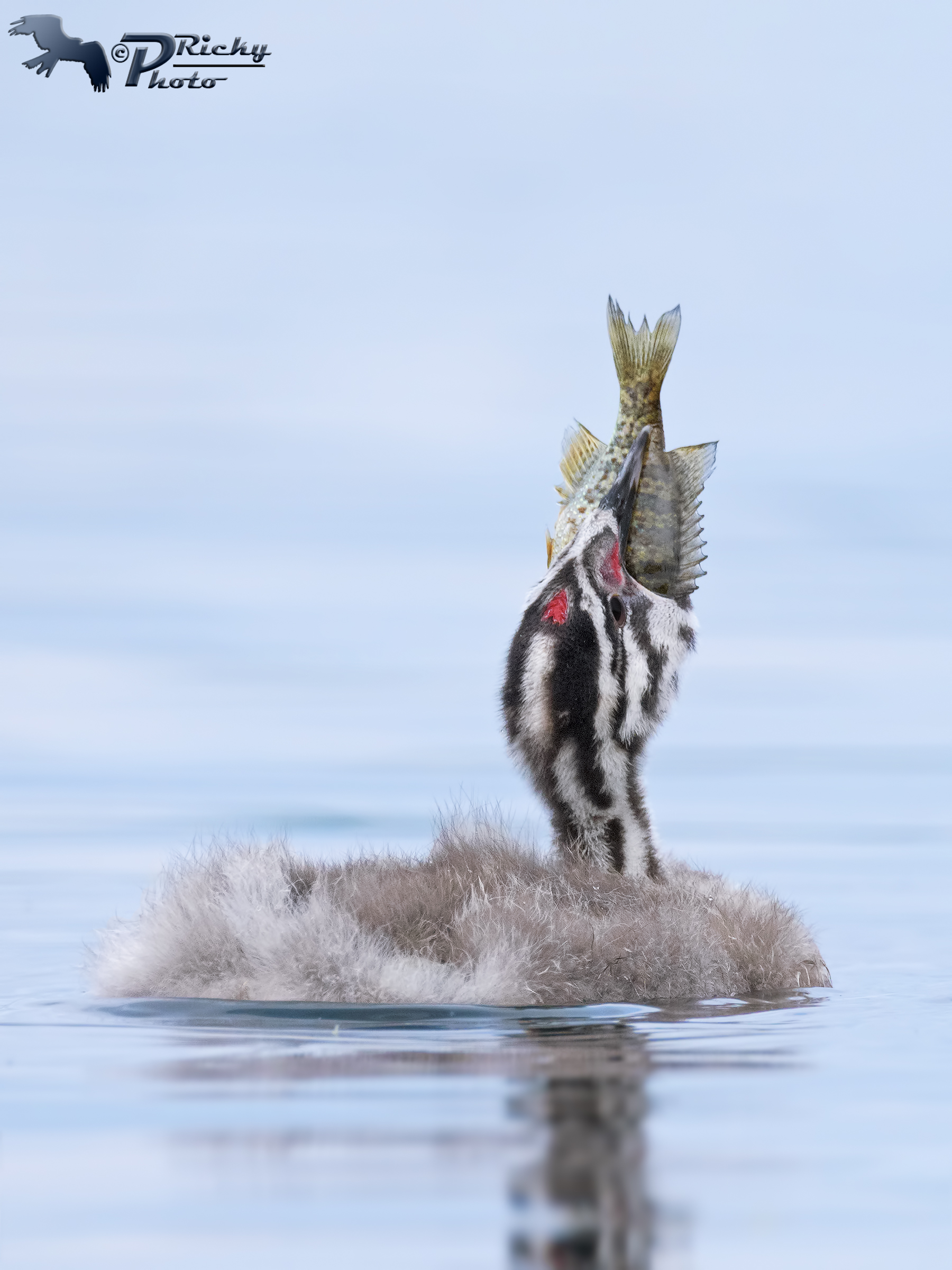 Una prova da adulto !