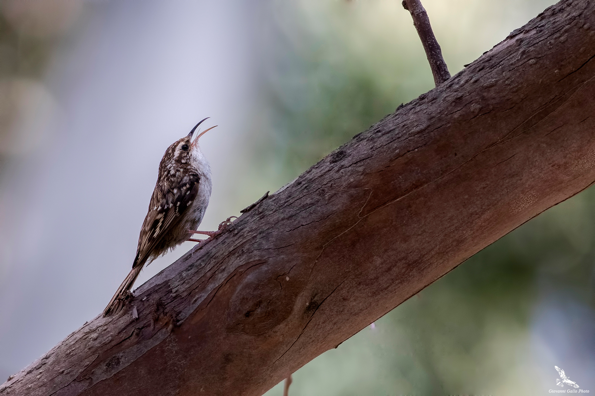 Rampichino (Certhia brachydactyla)