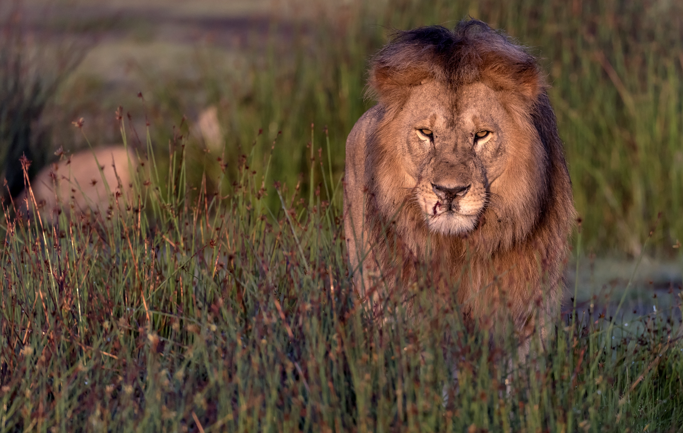 Tanzania 2016 - Lion