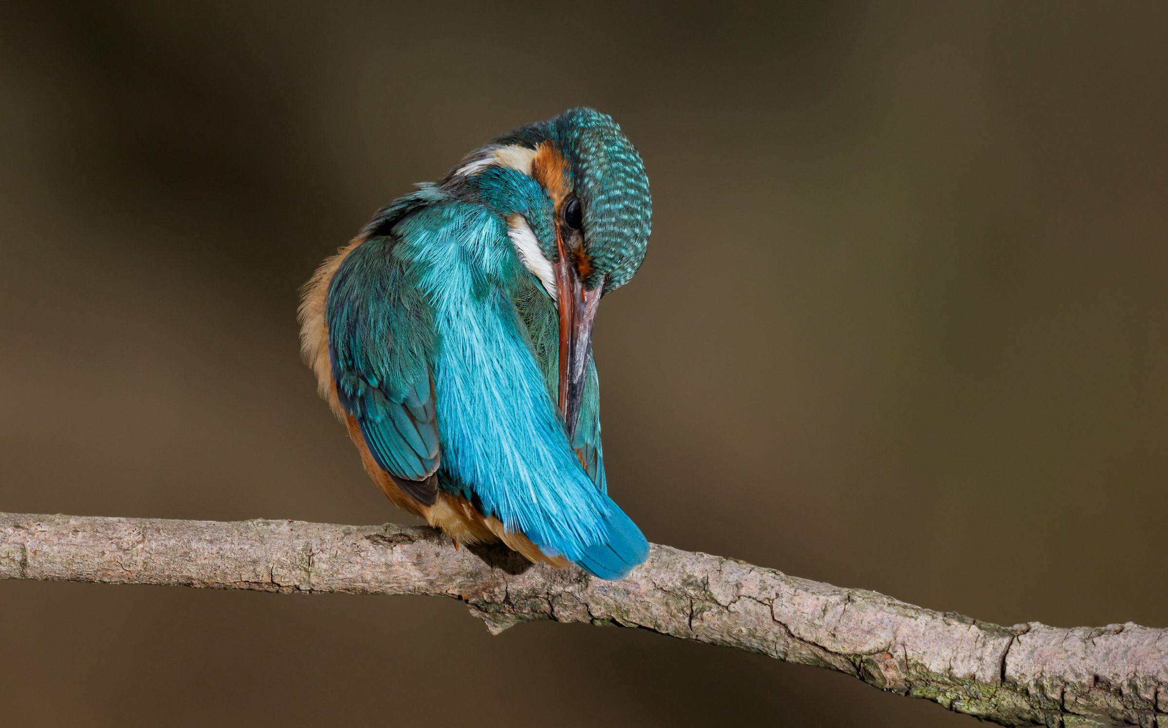 And now a bit of cleaning. Kingfisher