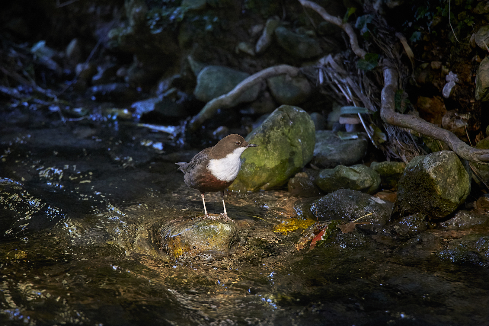 dipper