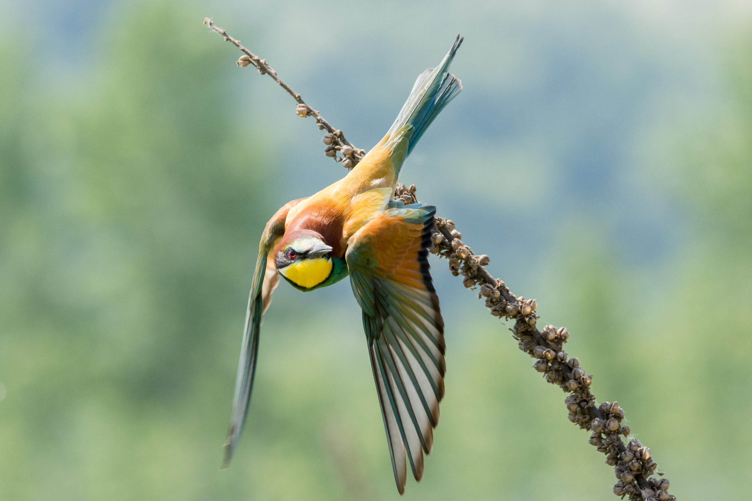 Bee Eater