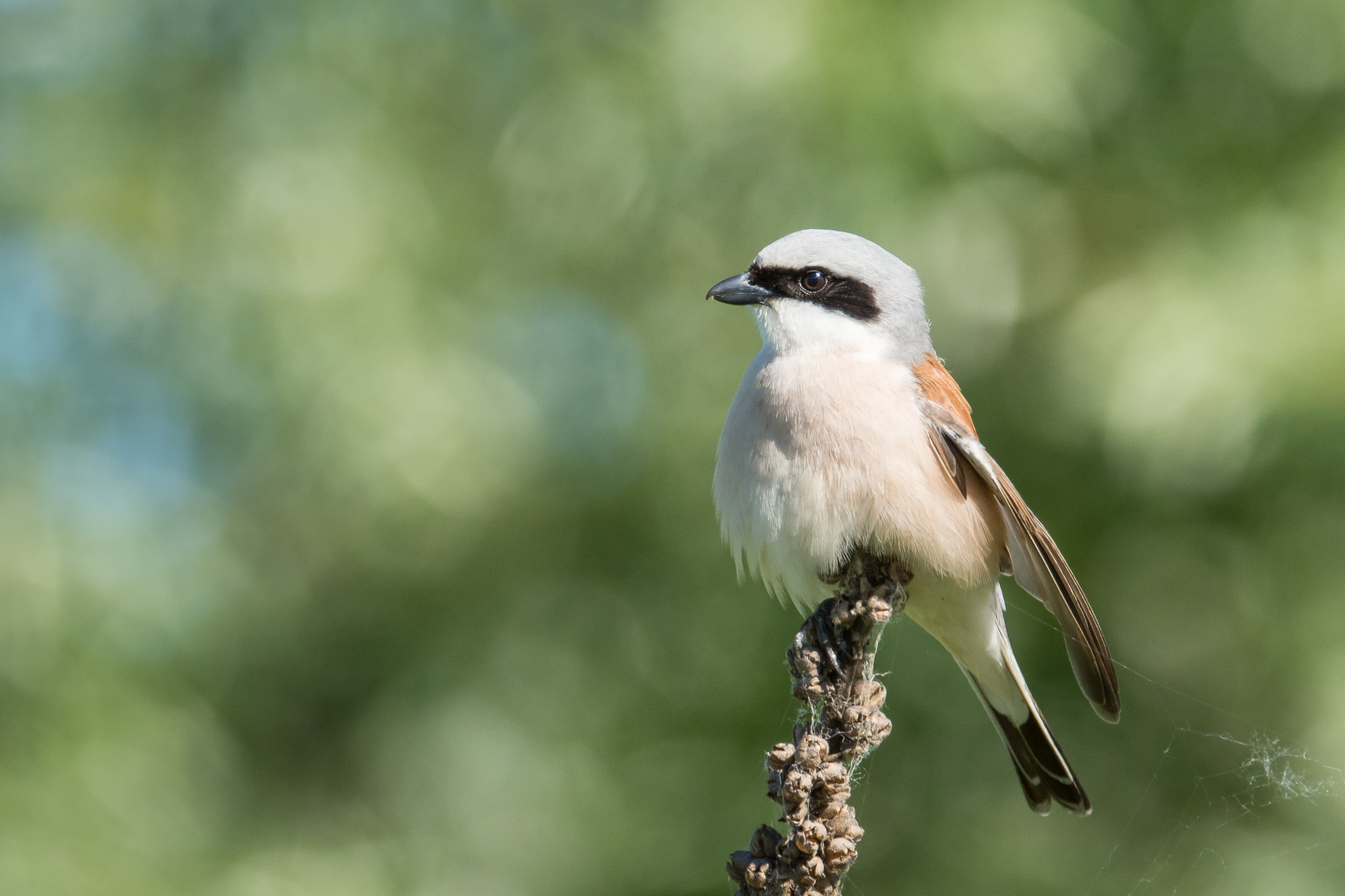 Shrike