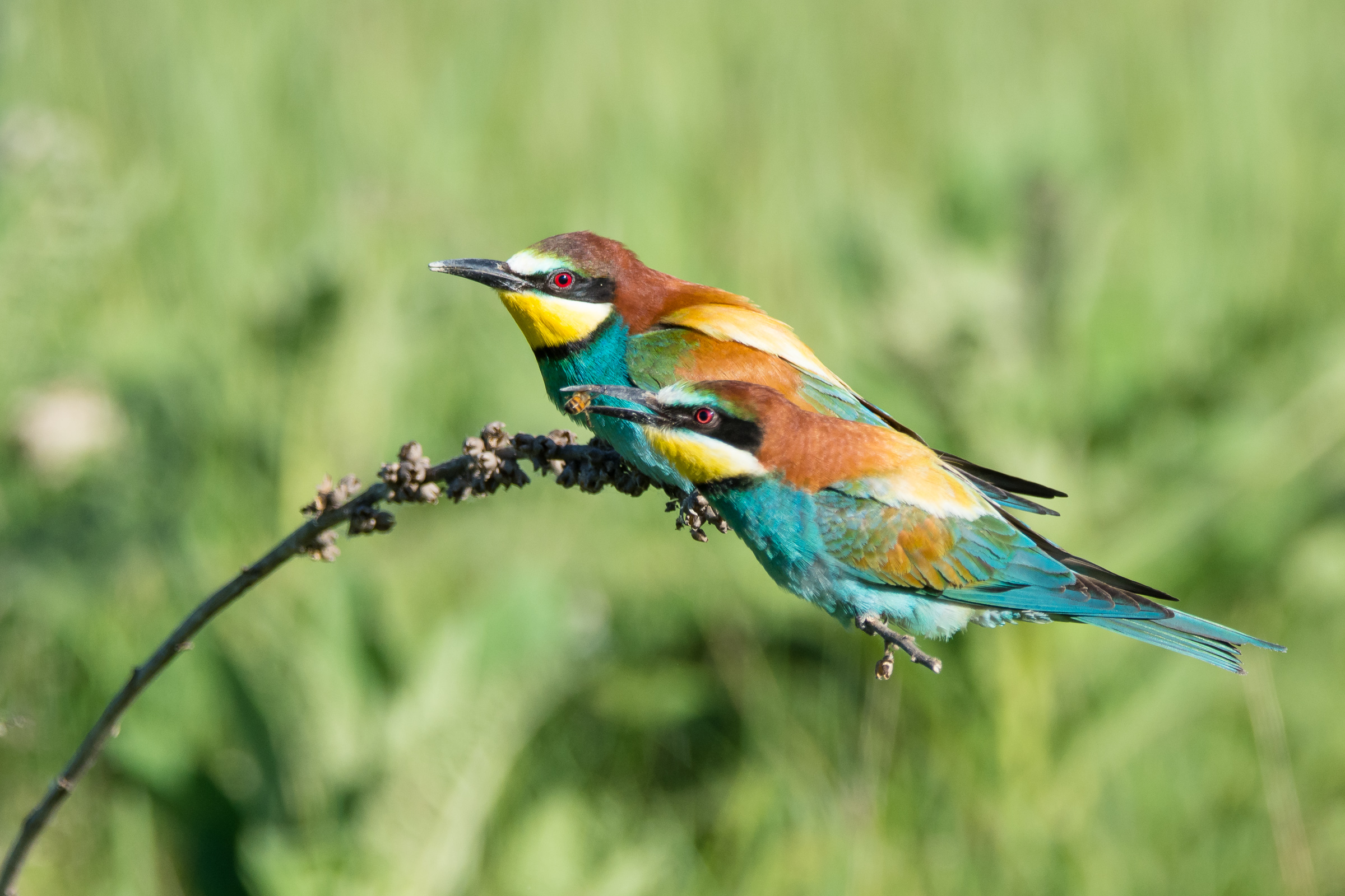 bee-eaters