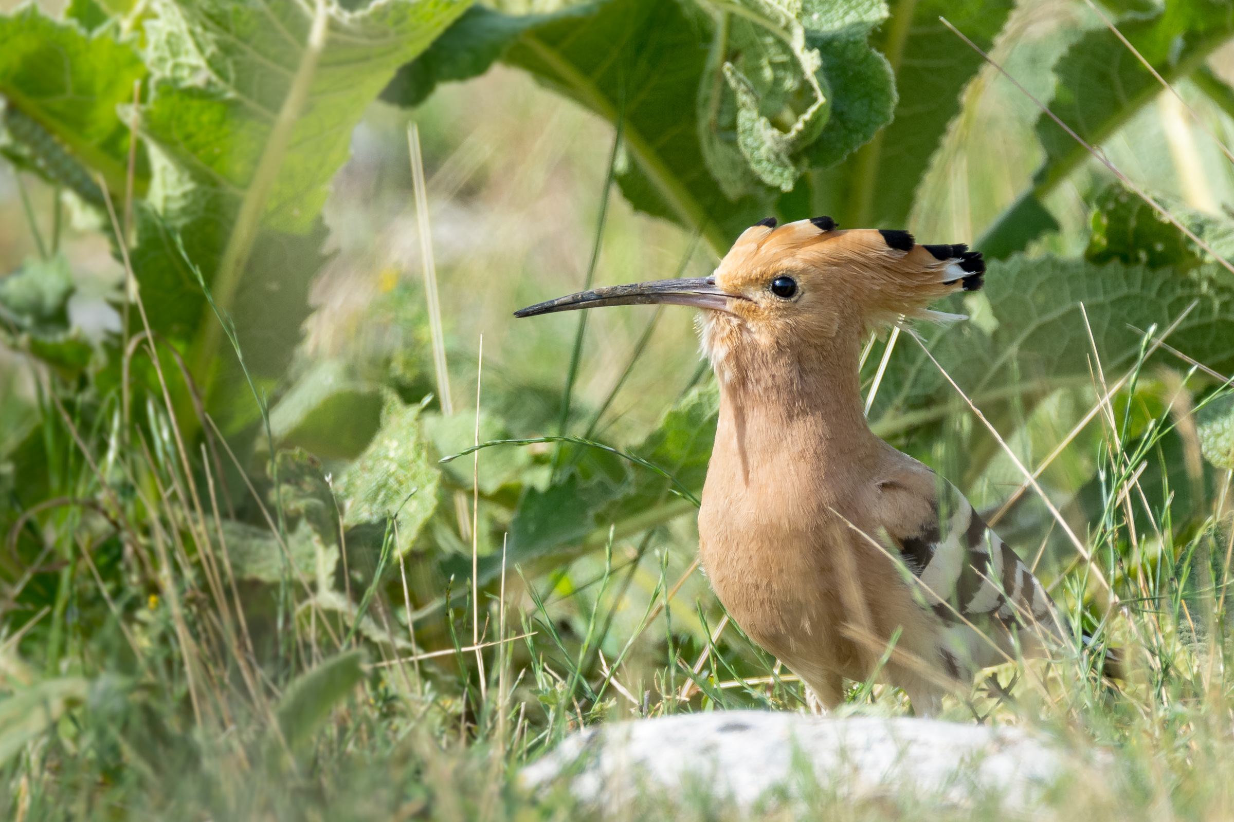 Hoopoe