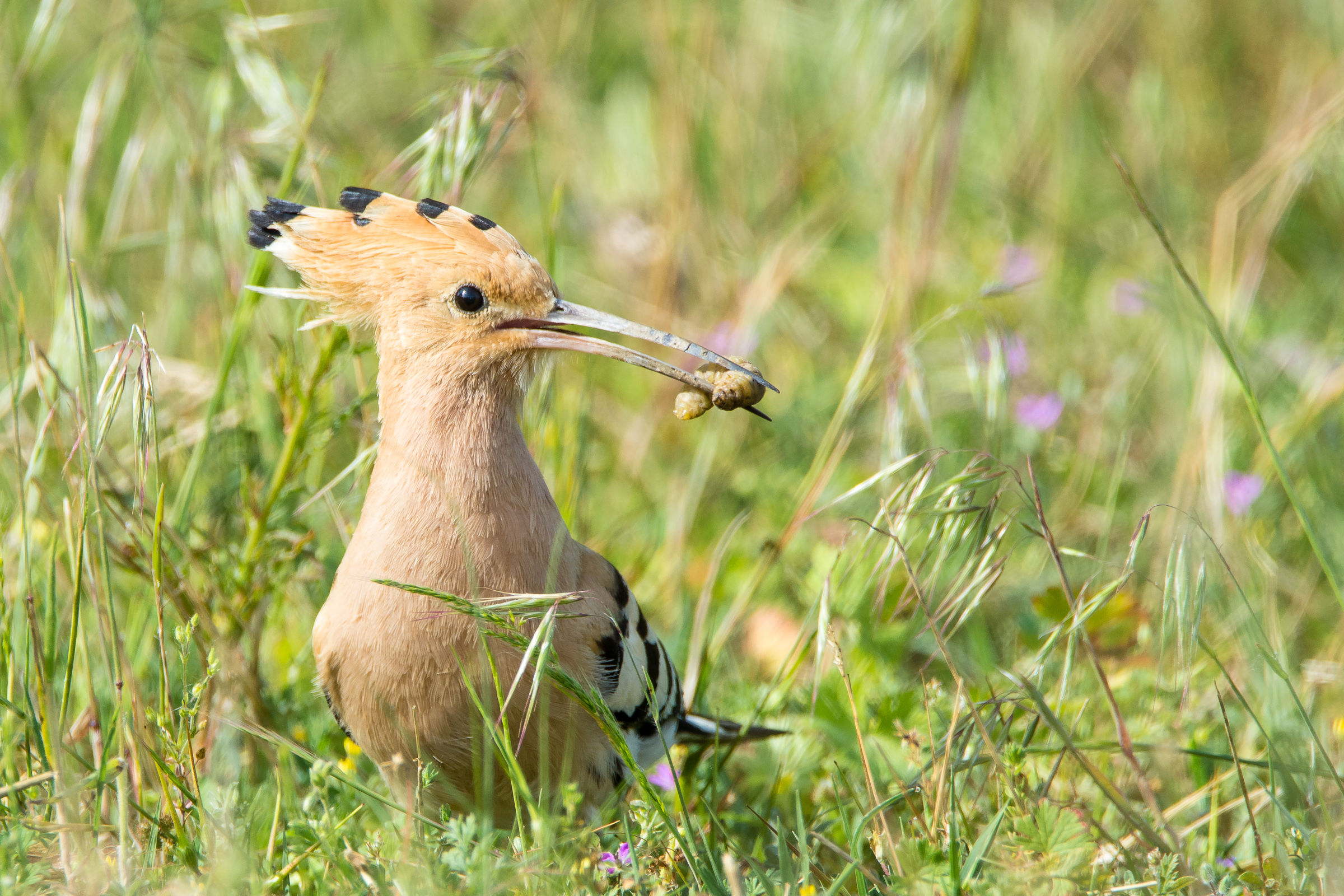 Hoopoe