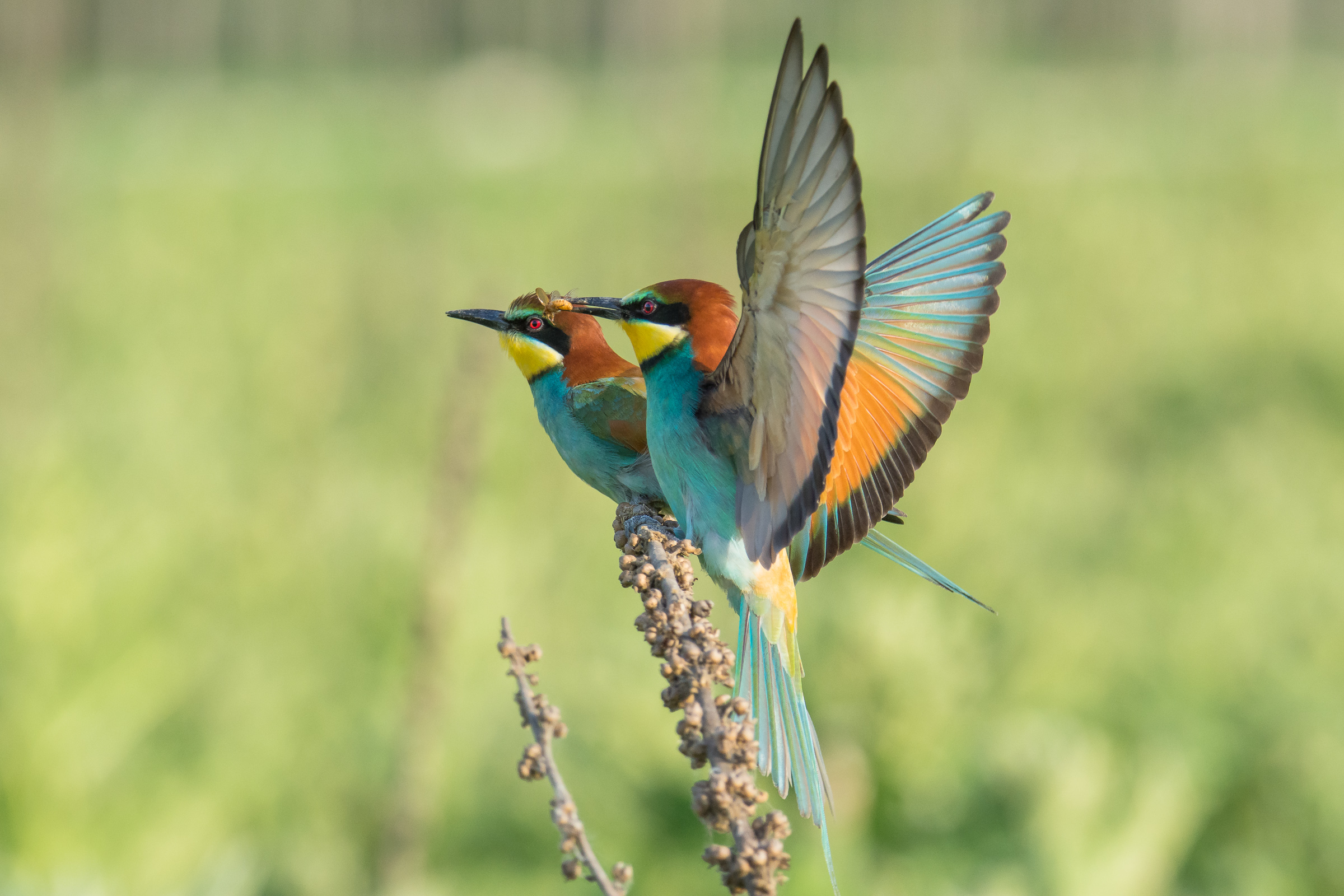 bee-eaters