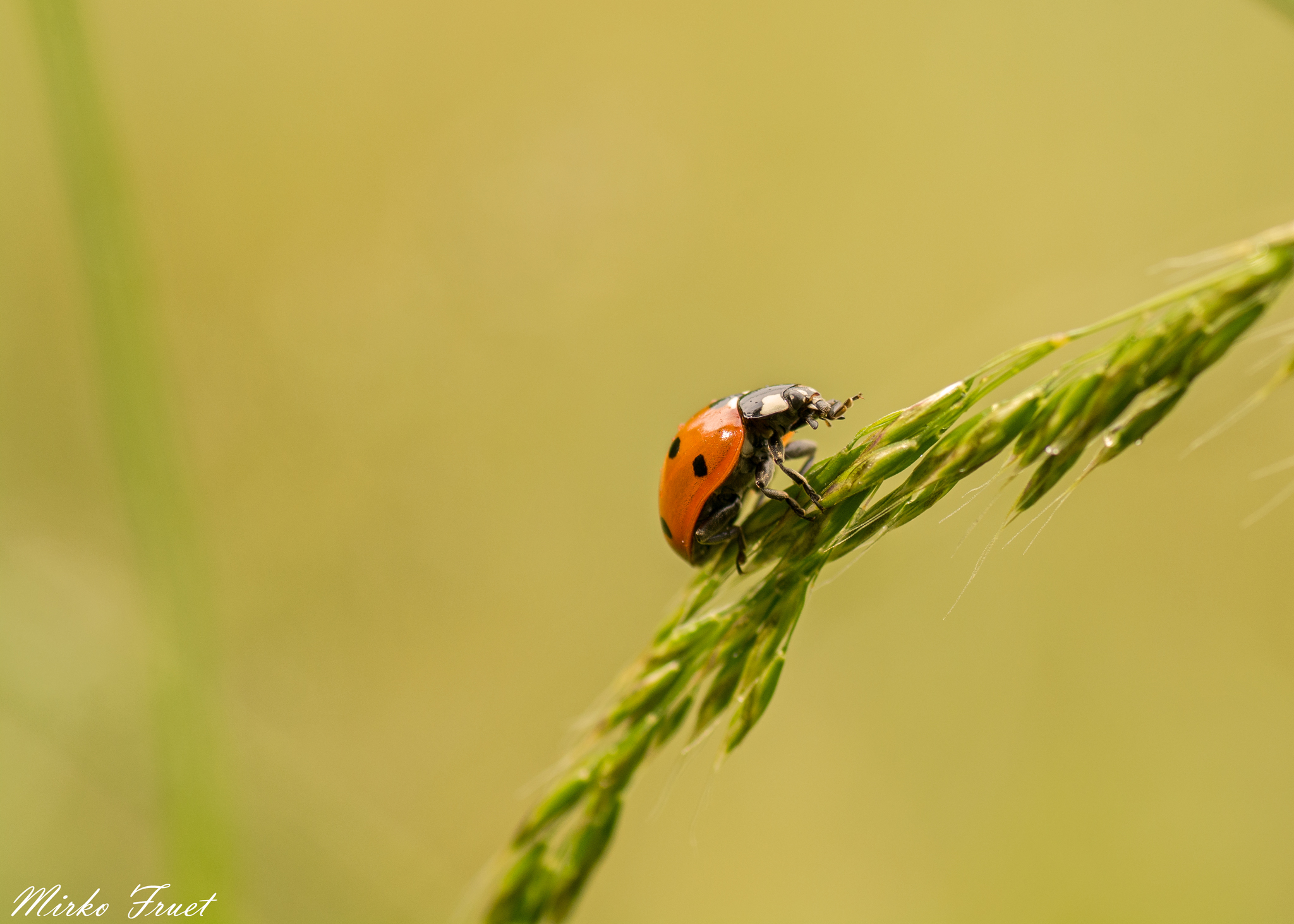 Coccinella