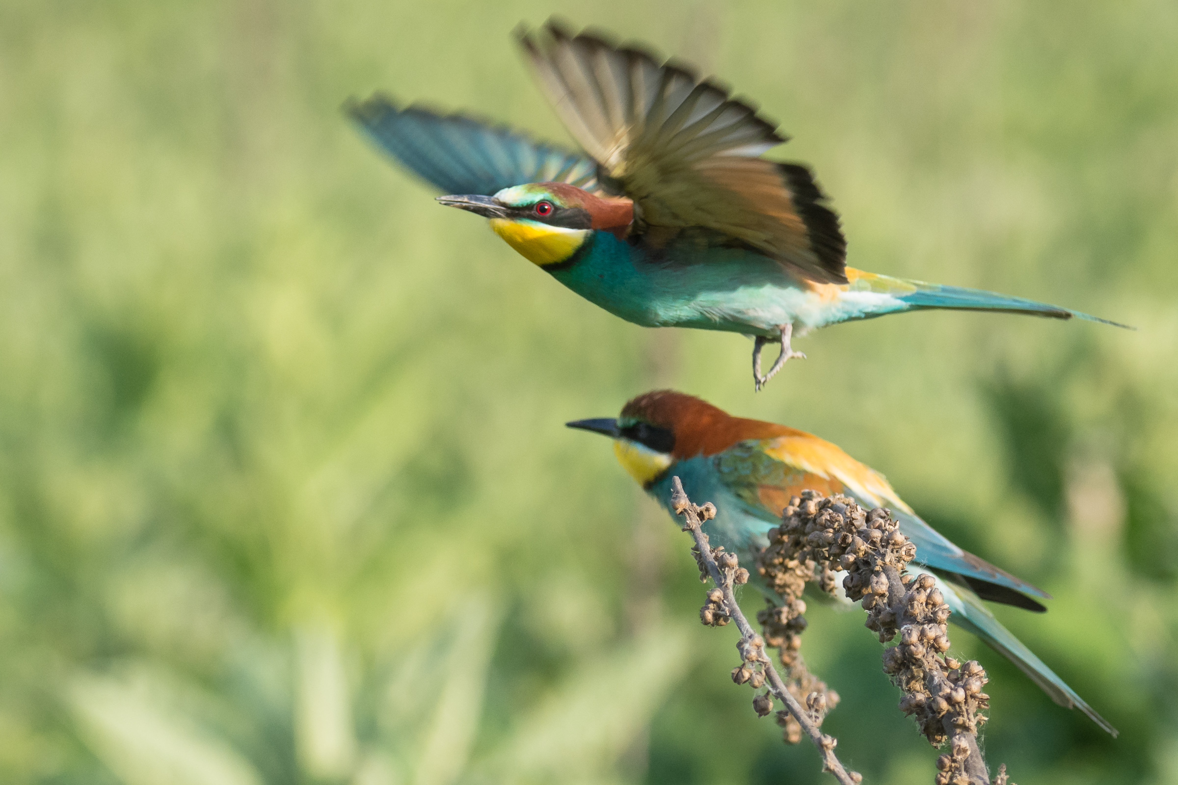 bee-eaters
