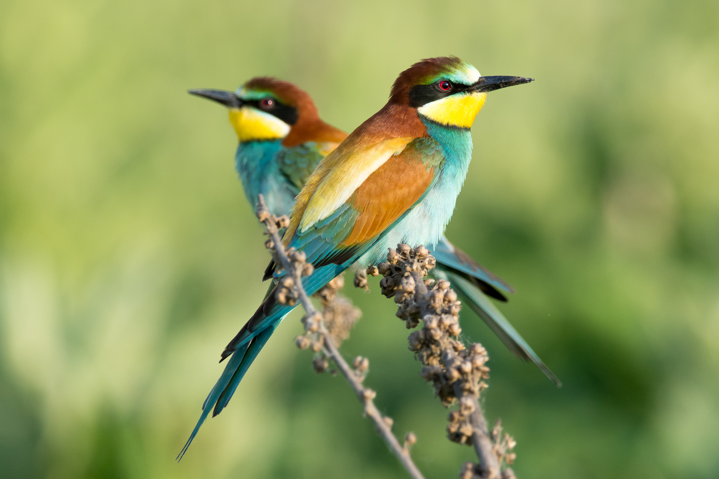 bee-eaters