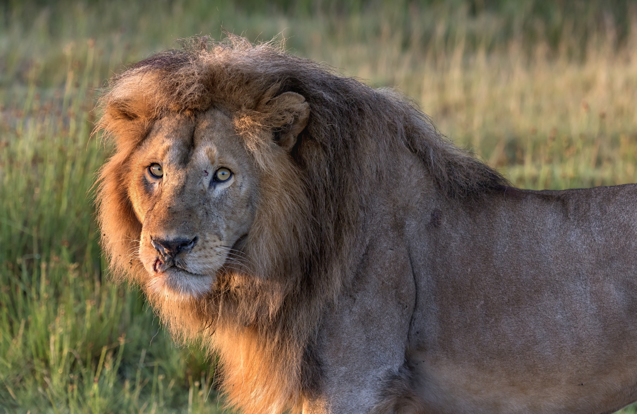 Tanzania 2016 - Lion