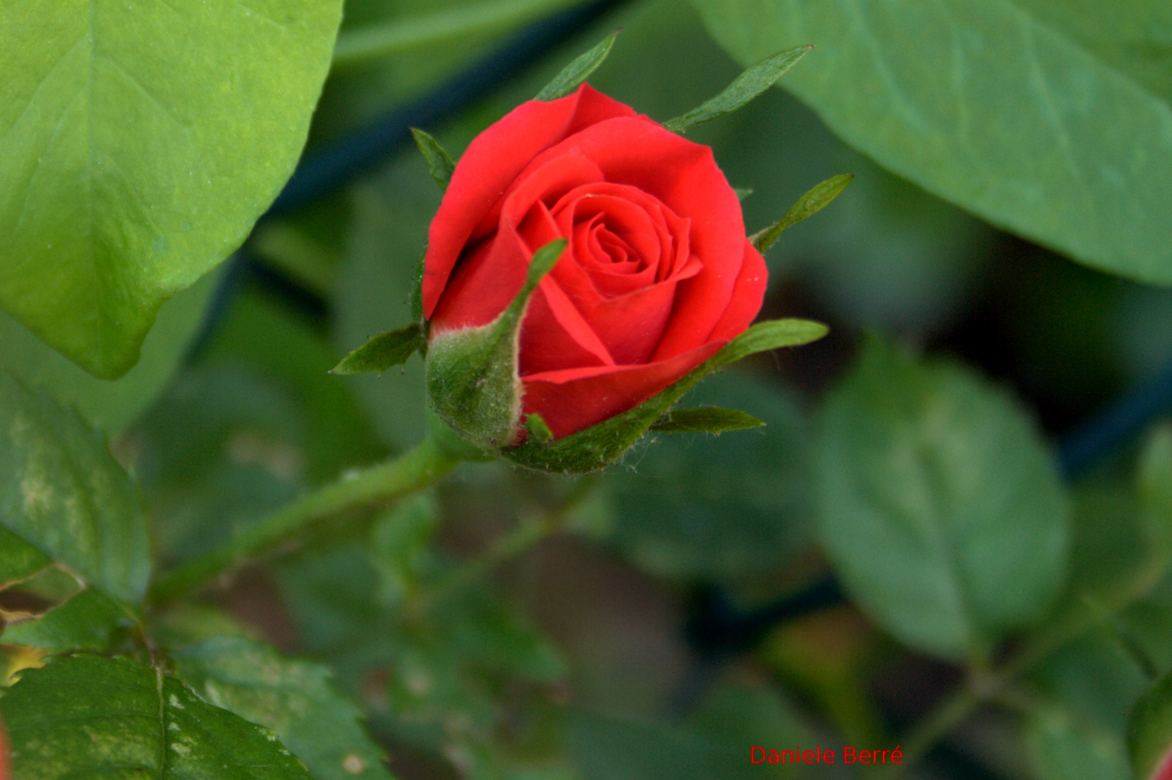 rosa rossa piccola