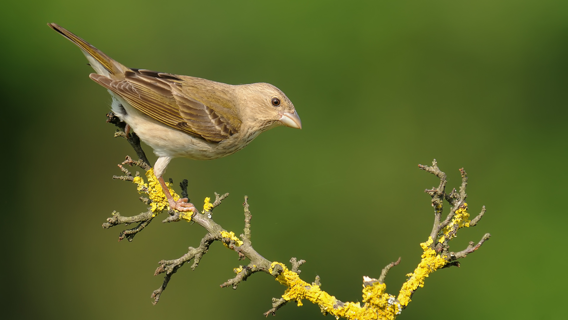 Common Rosefinch / Carpodacus erythrinus