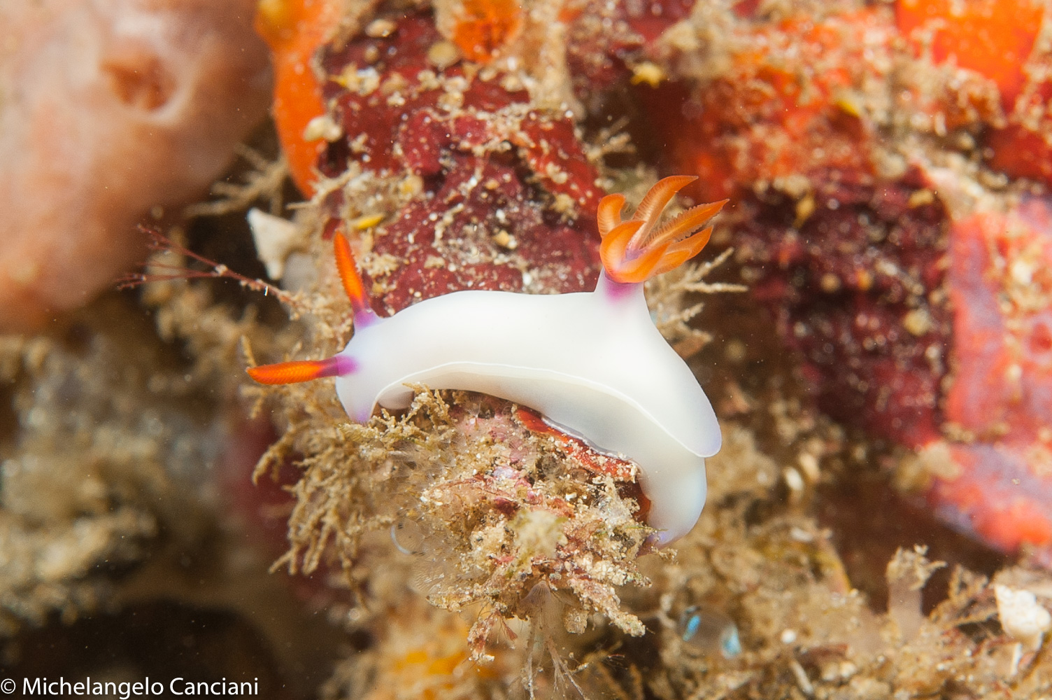 hypselodoris bullockii