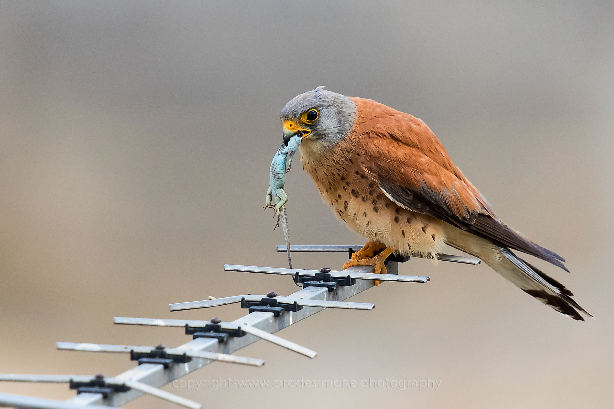 Una bellissimo spuntino