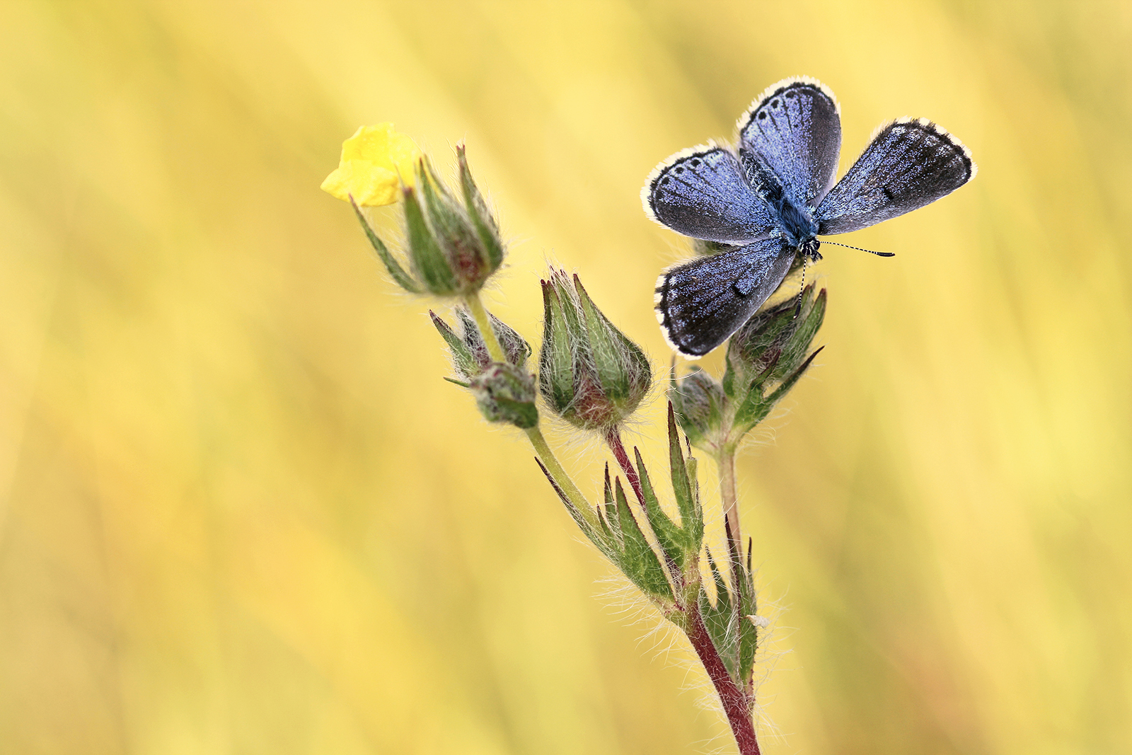 Perhaps the last evening sunbasking