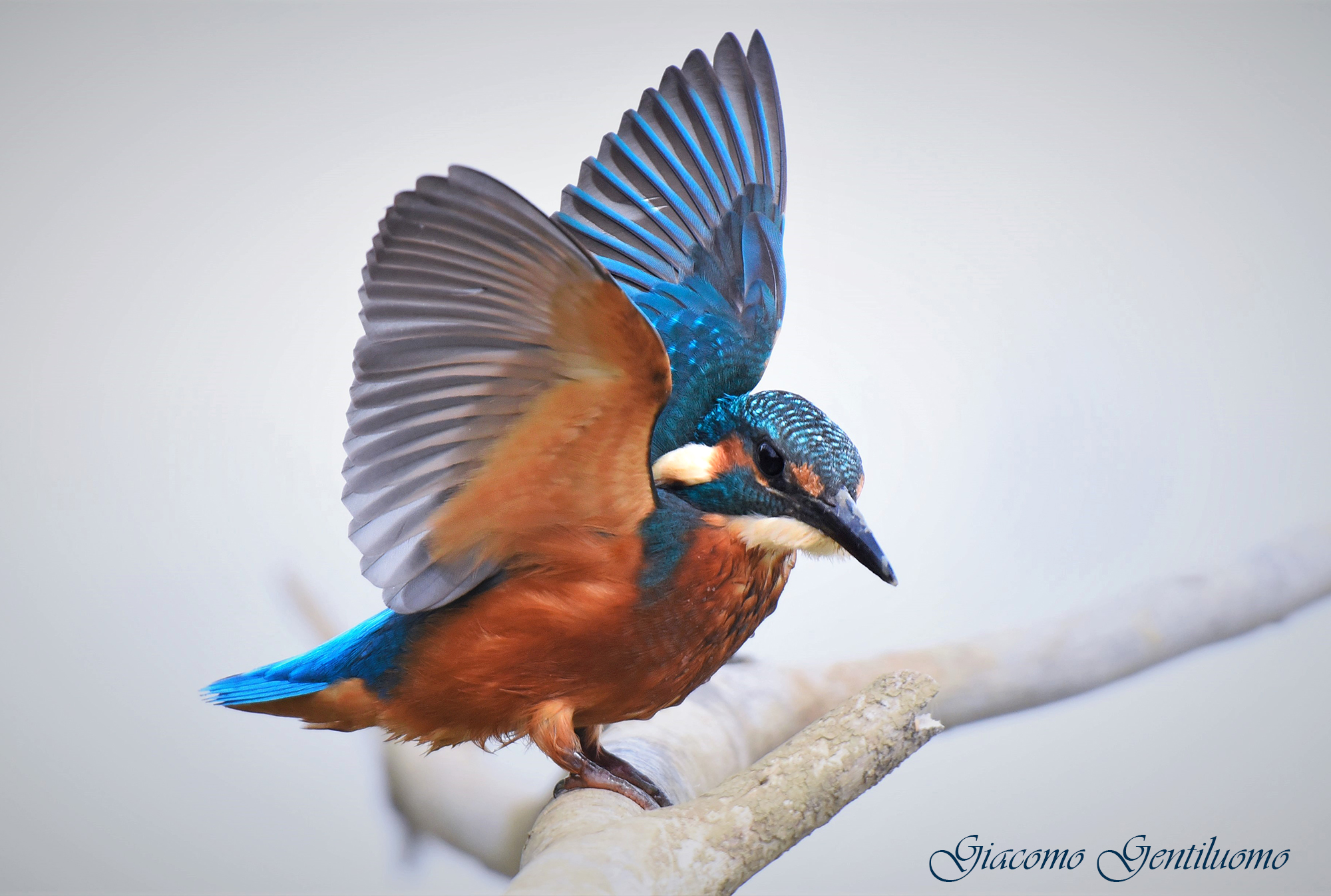 martinpescatore della piana 3