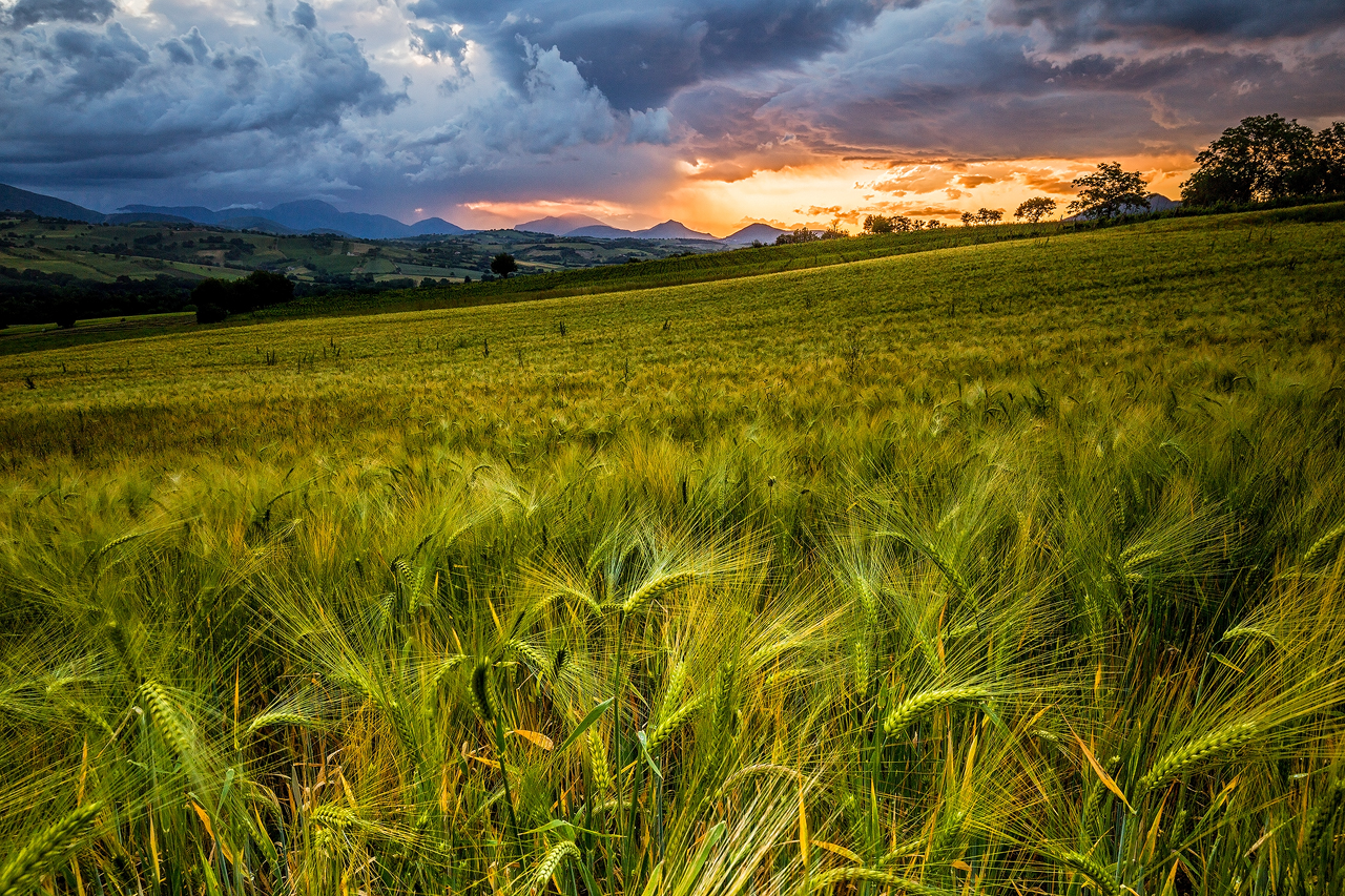 wheat field