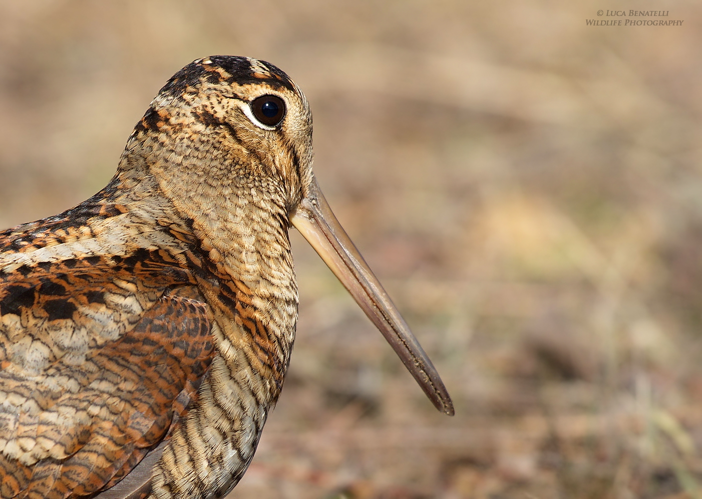 Ritratto di una Beccaccia