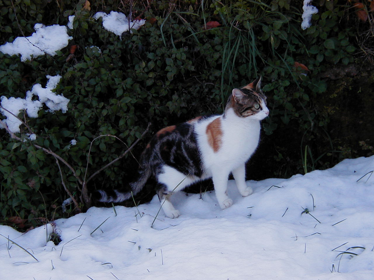 forse ricomincia a navigare...