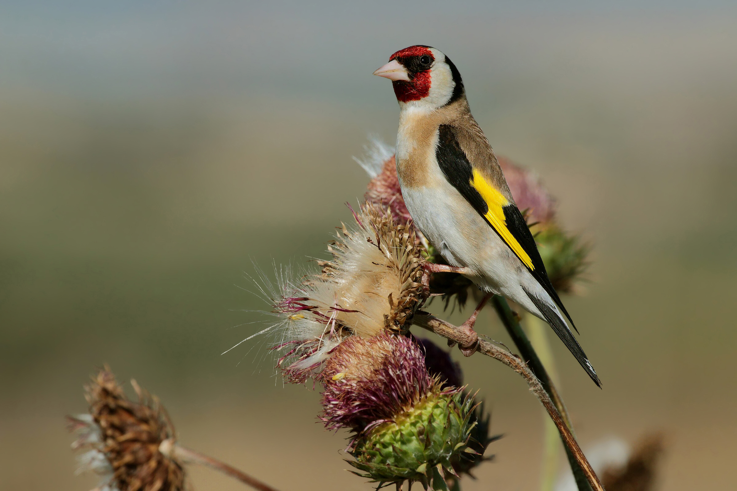 Goldfinch on thistles
