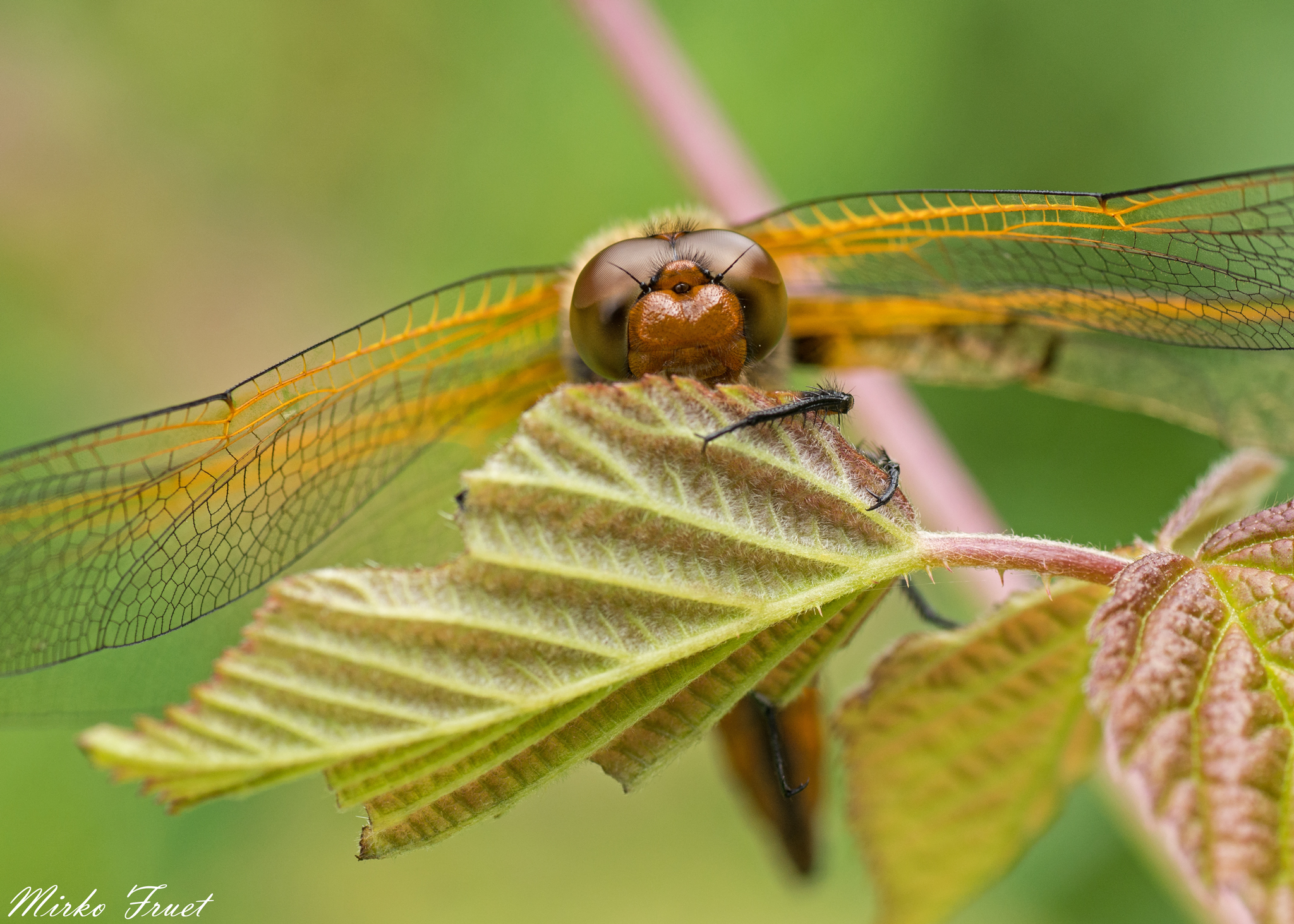 Libellula