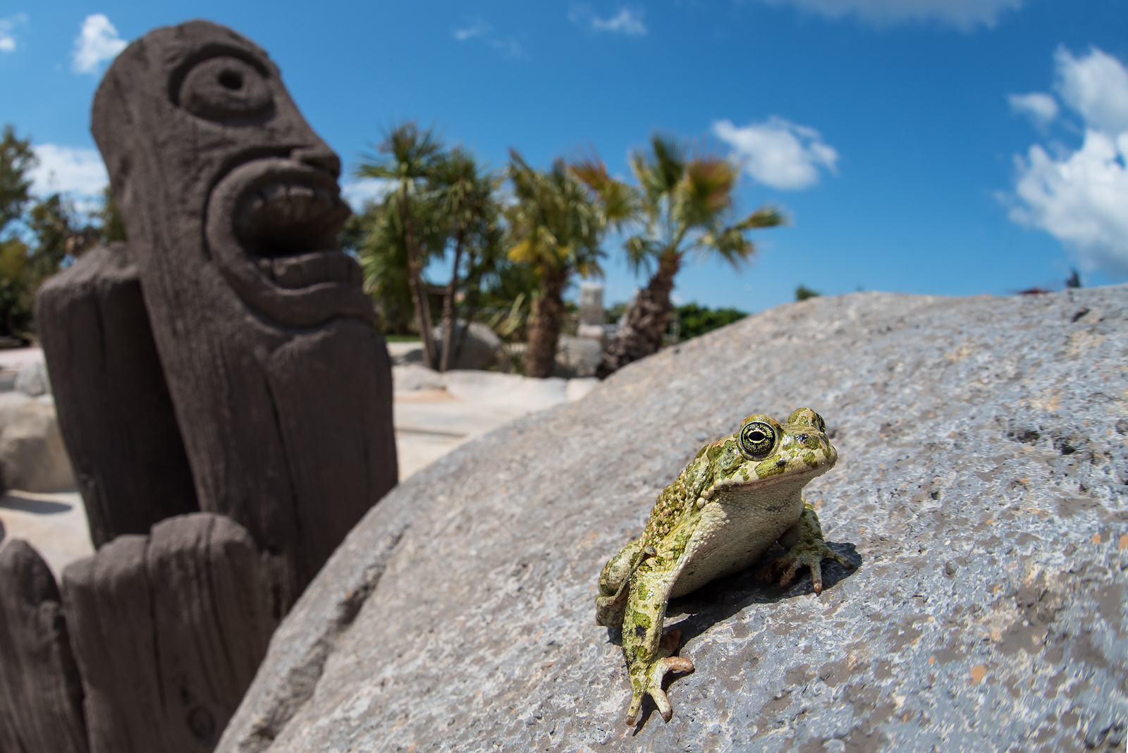 Hasten !!! ... a toad!