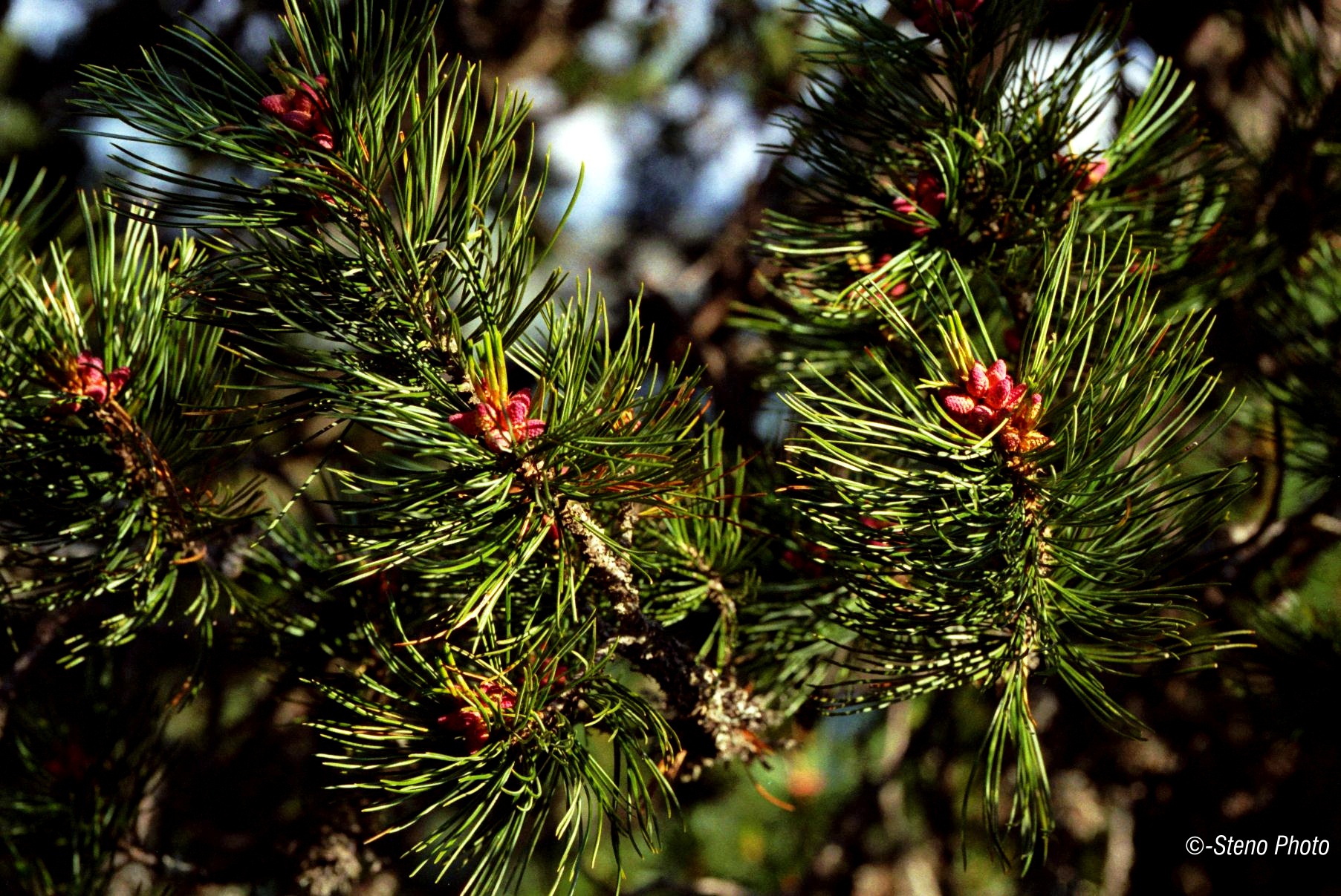 Pine Stone pine in Fiore