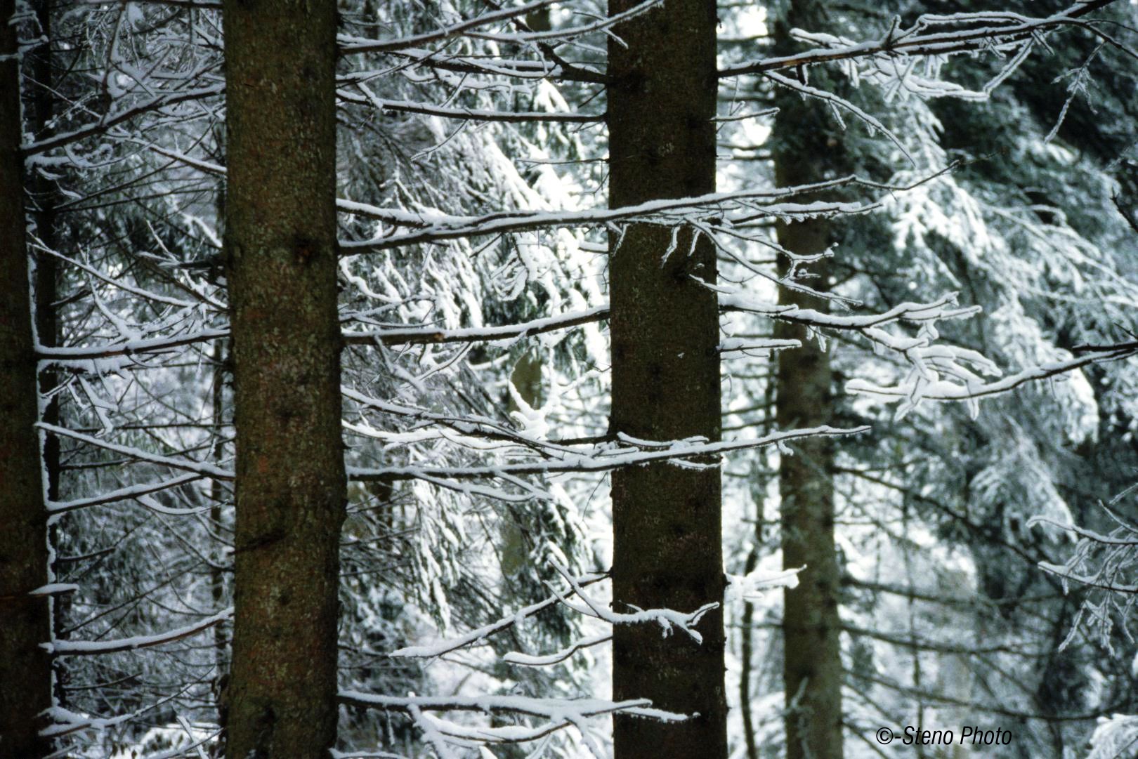Forest in winter