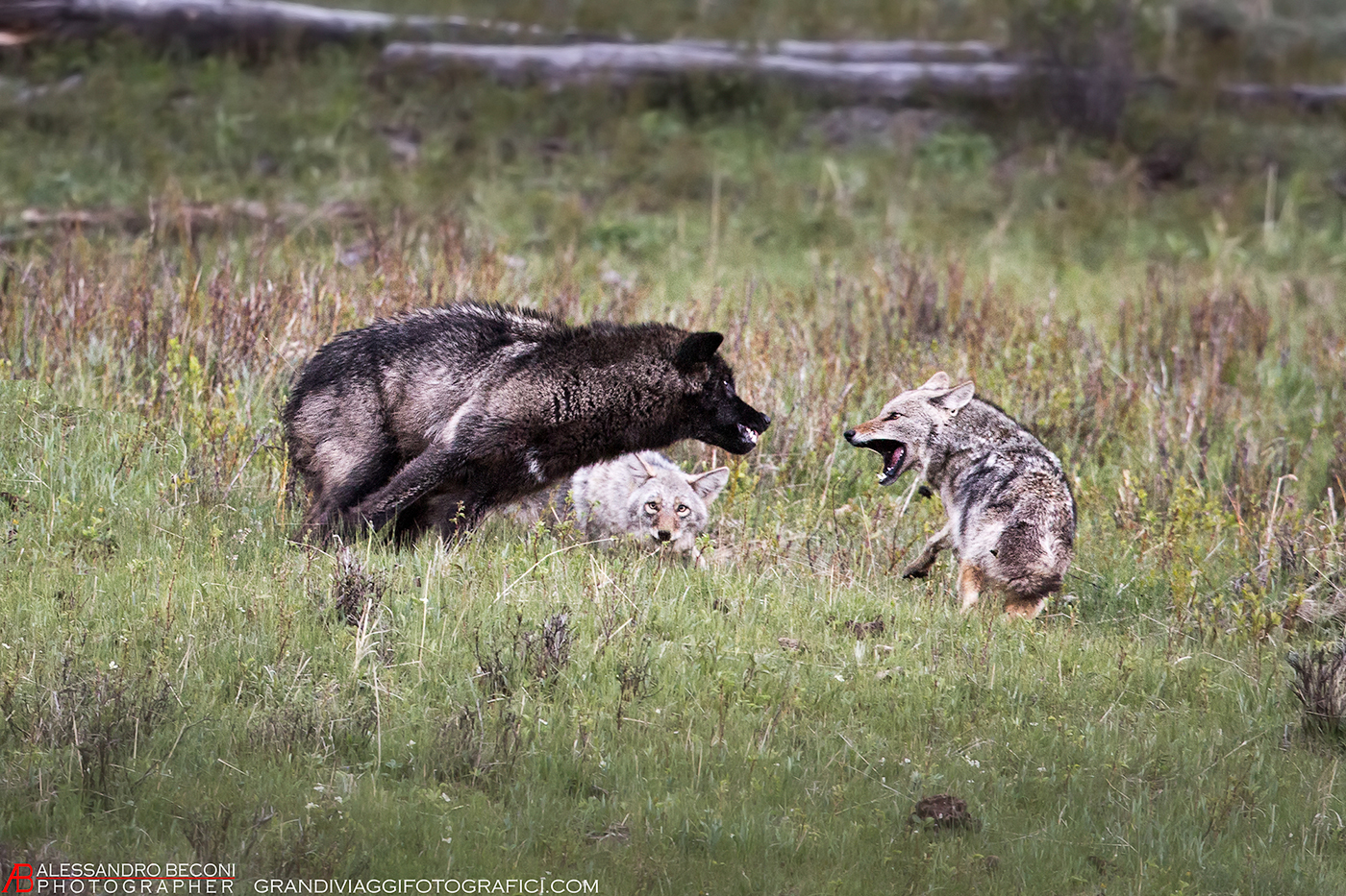 Black wolf vs coyotes