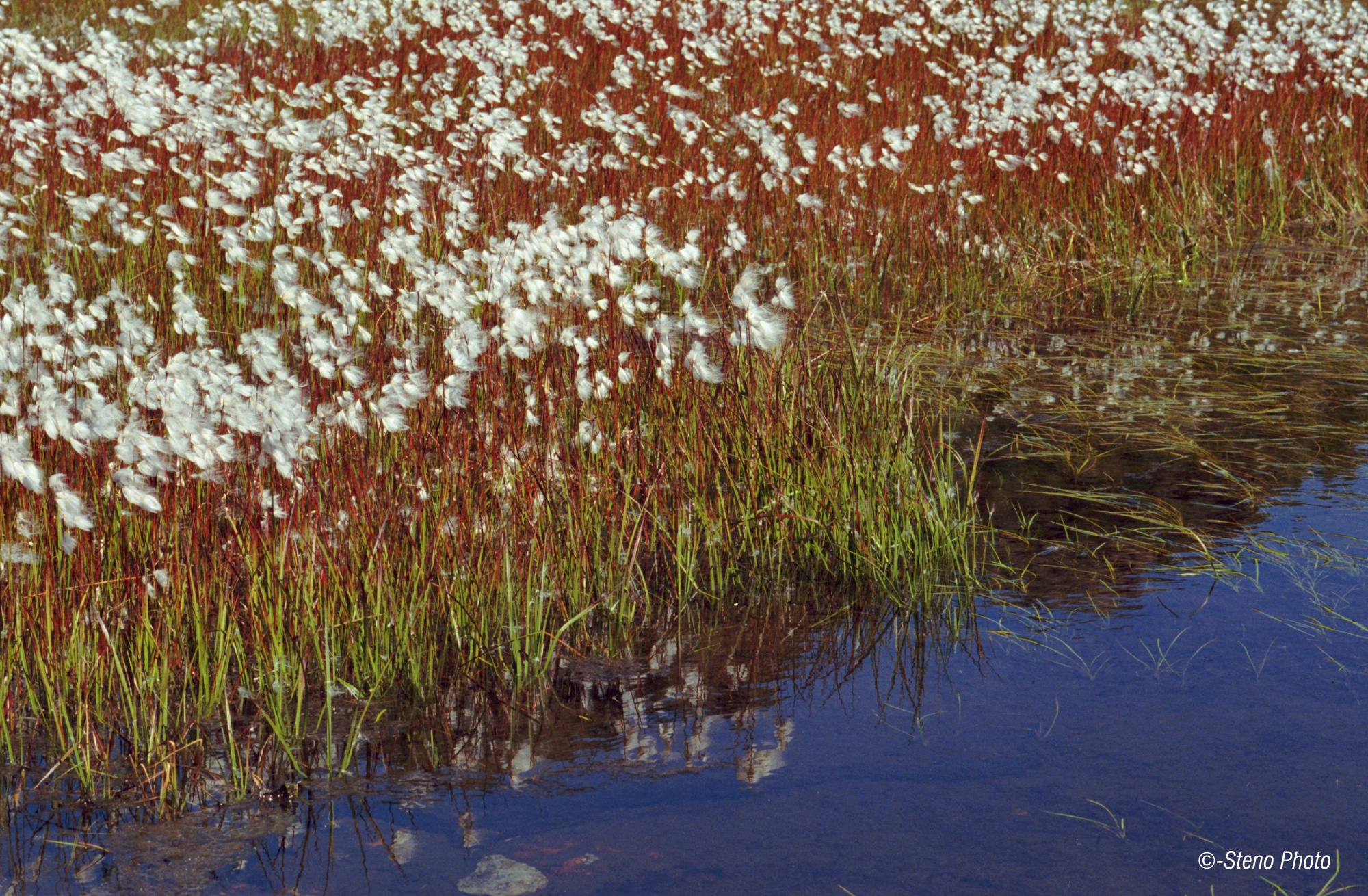 aquatic plants particular
