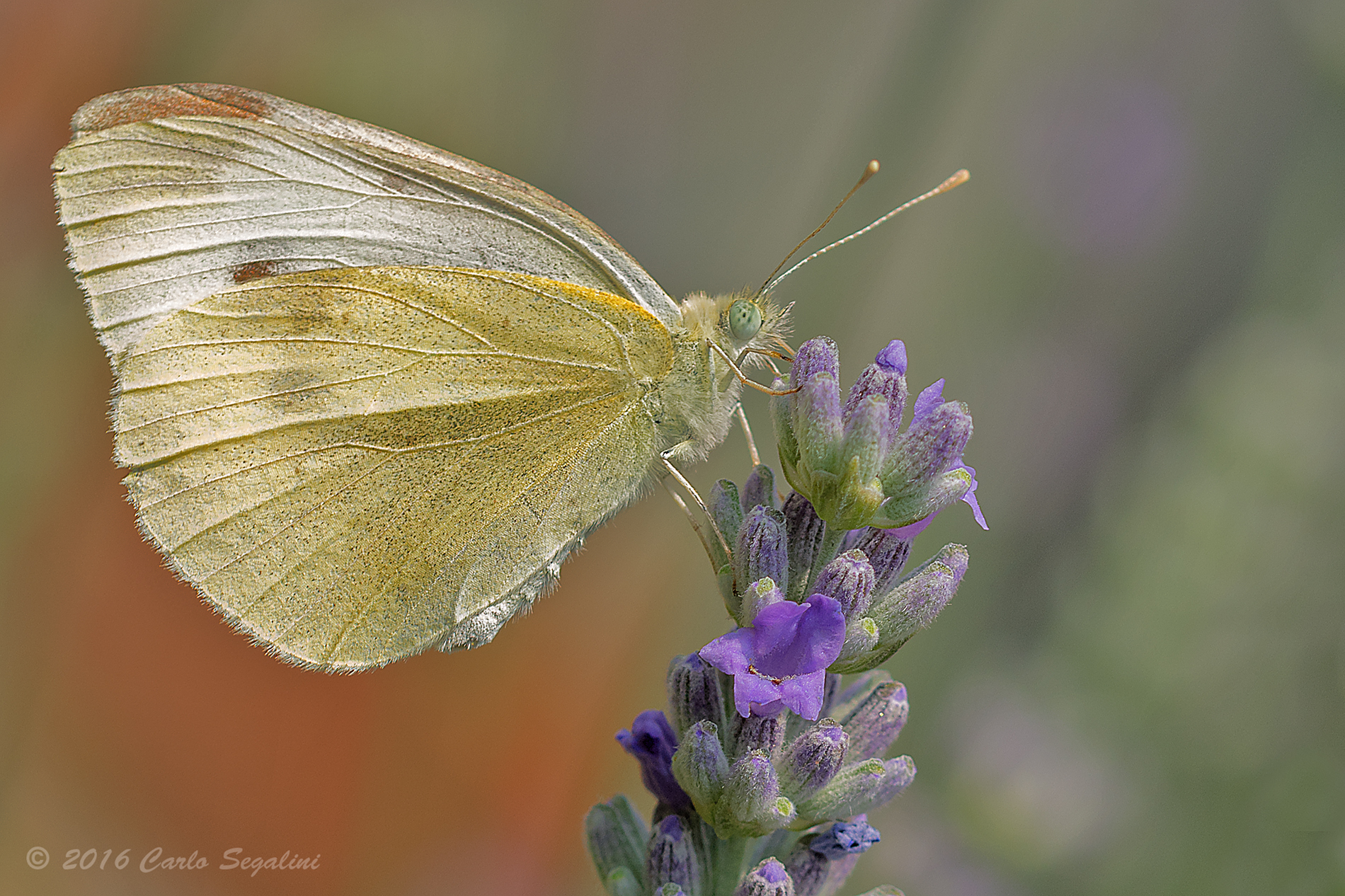 Cabbage and lavender
