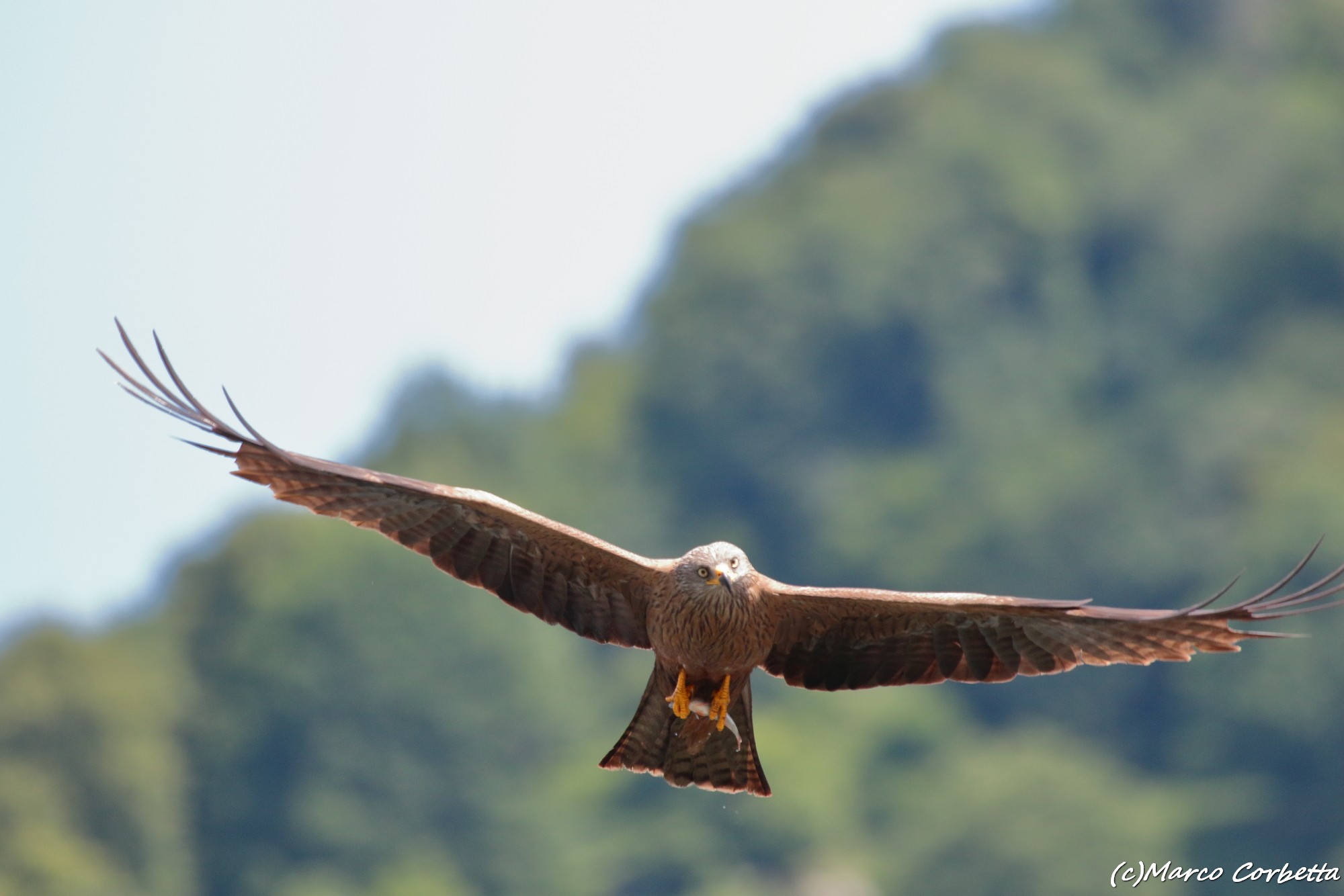 Black kite ... a nice face to face ...