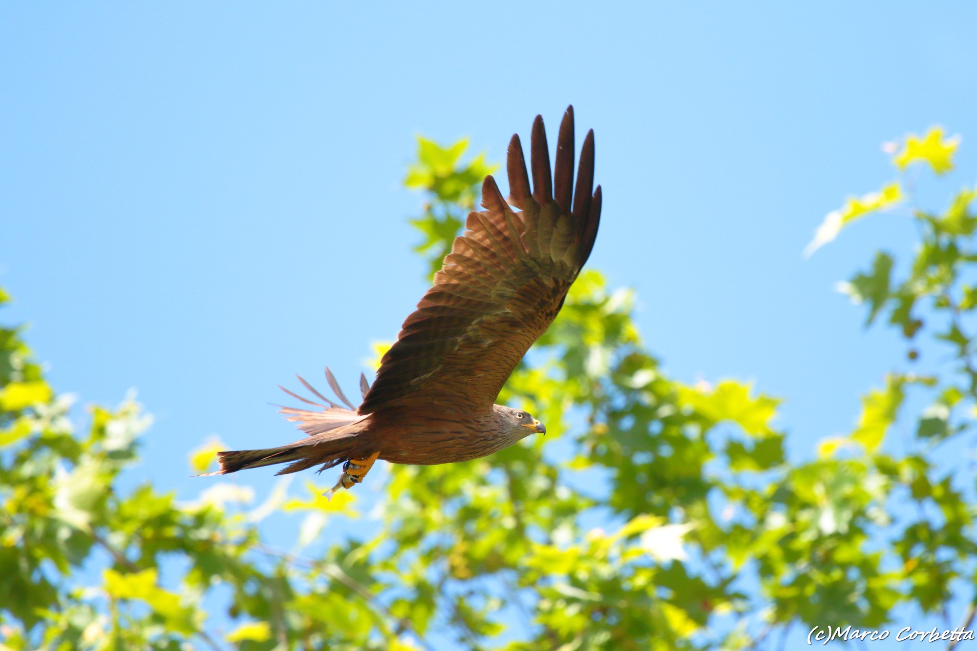 Black kite with freshly caught perch ..
