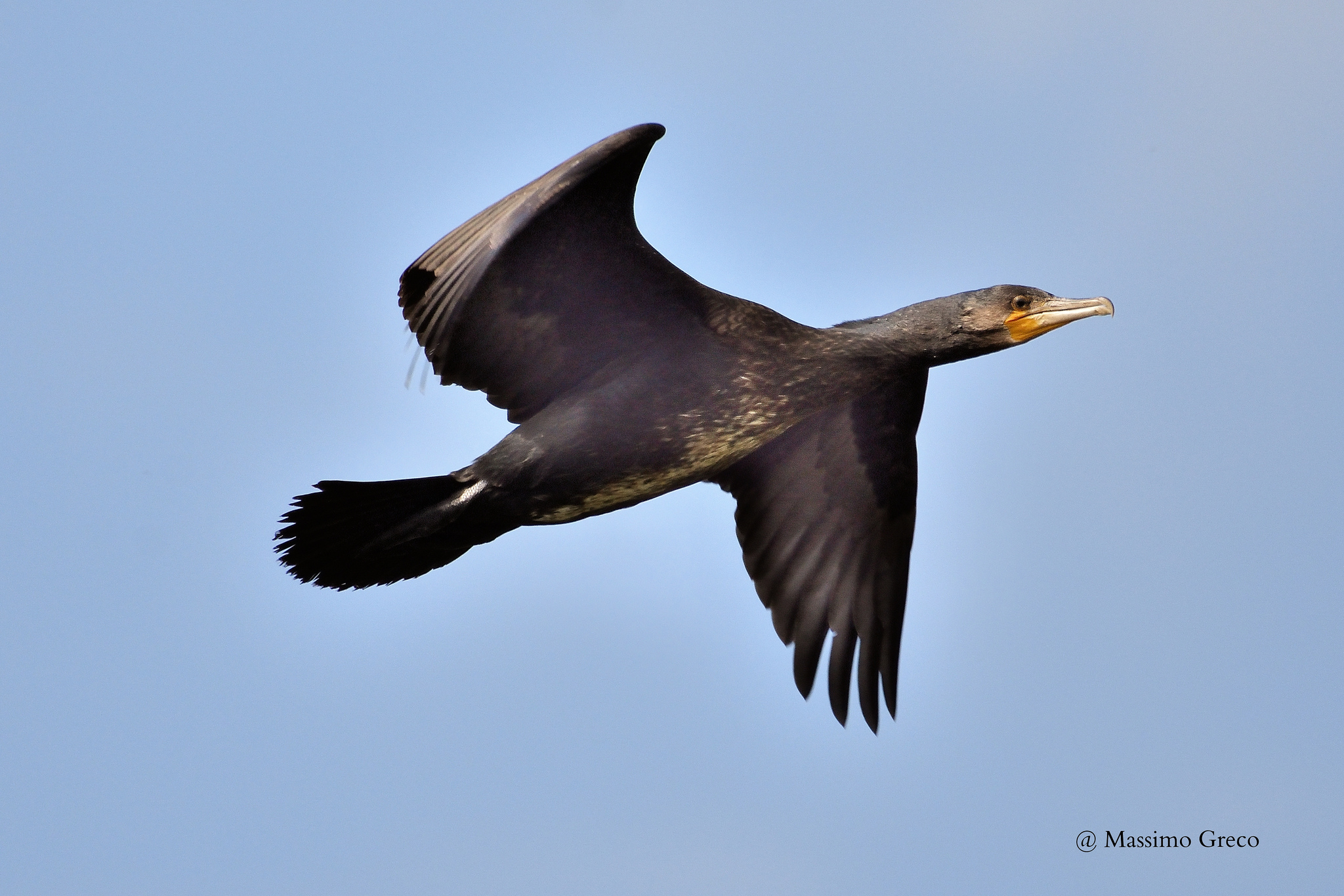 Cormorant